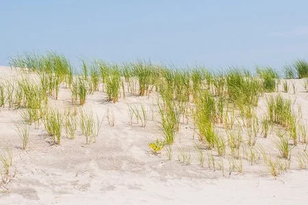 Dune Walks