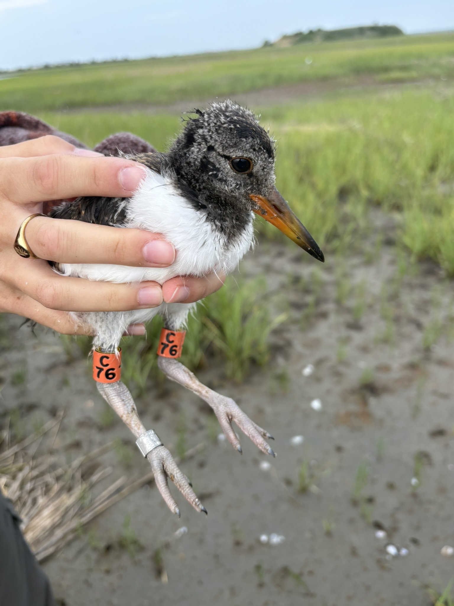 Banded Juvenile Oystercatcher
