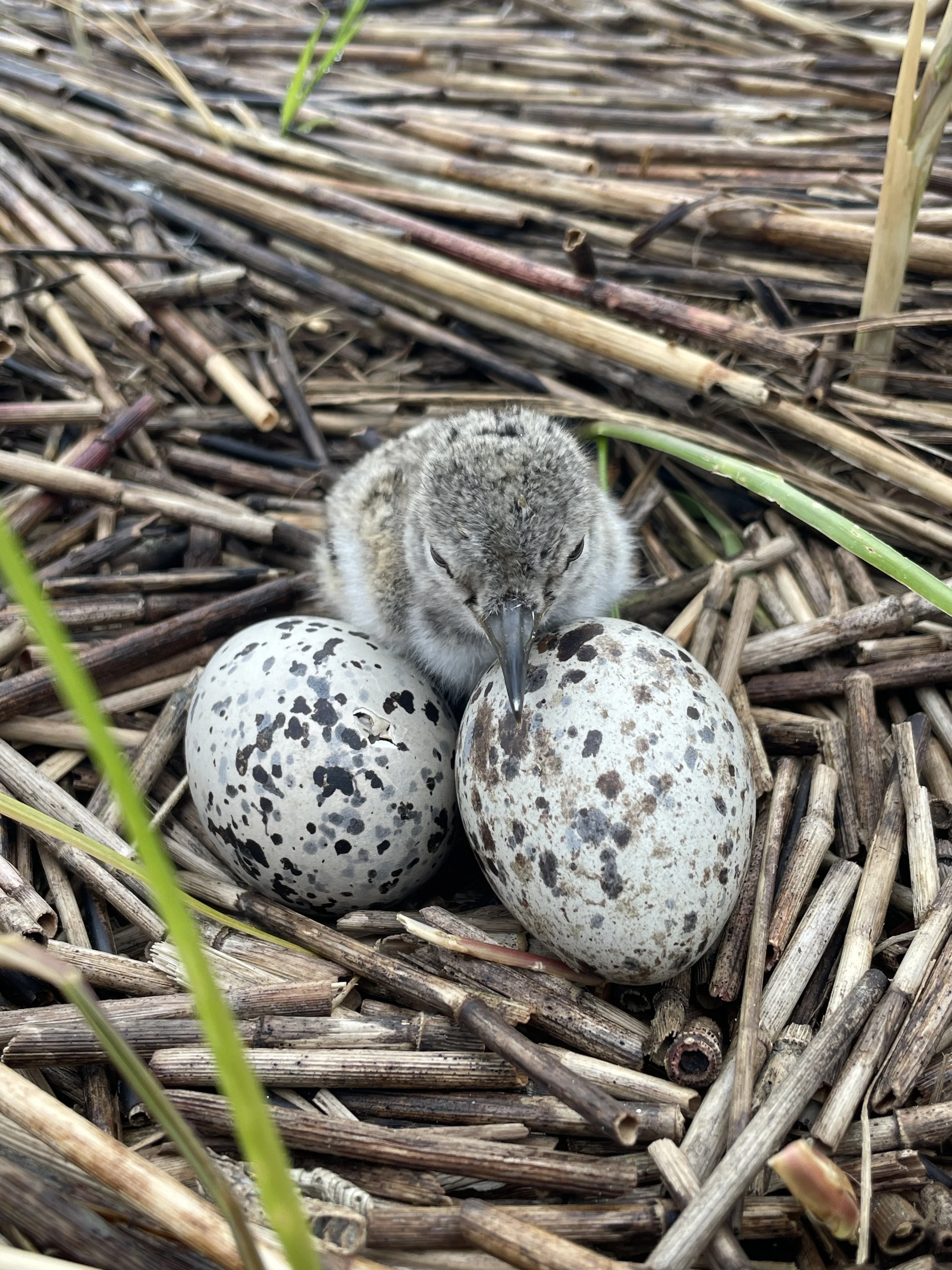 Newly hatched chick and eggs in salt marsh nest