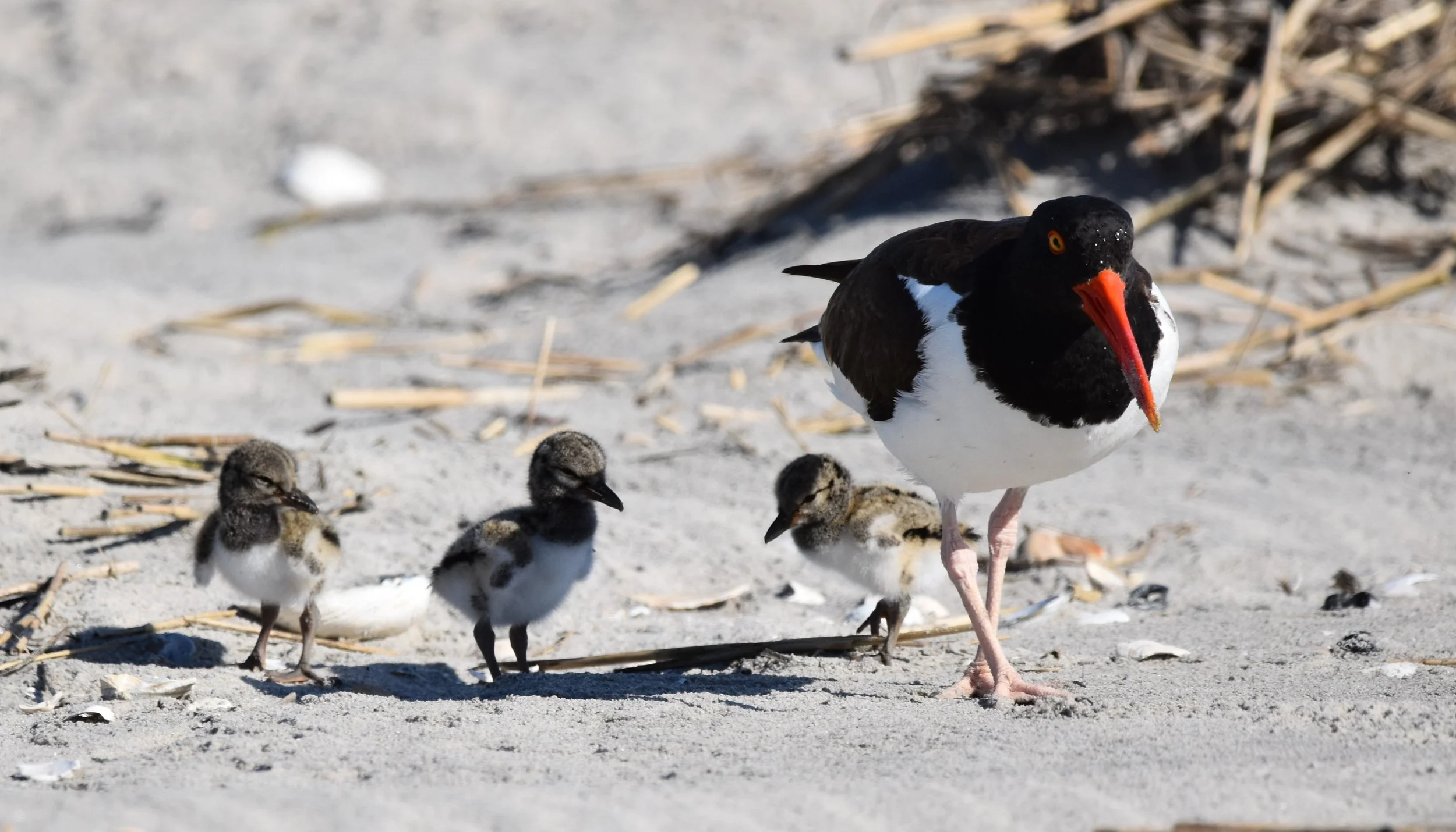 2020-06_058_American_Oystercatcher_Family.JPG