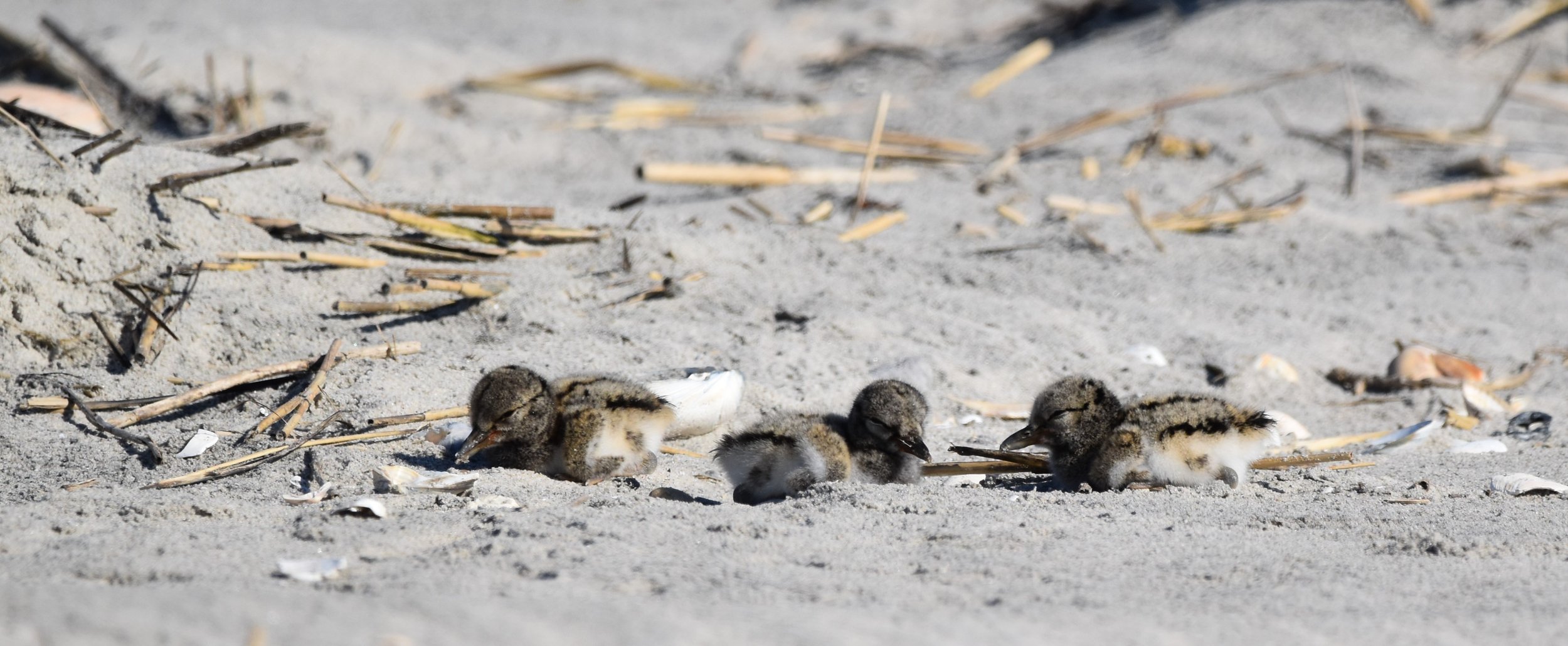 Oystercatcher chicks