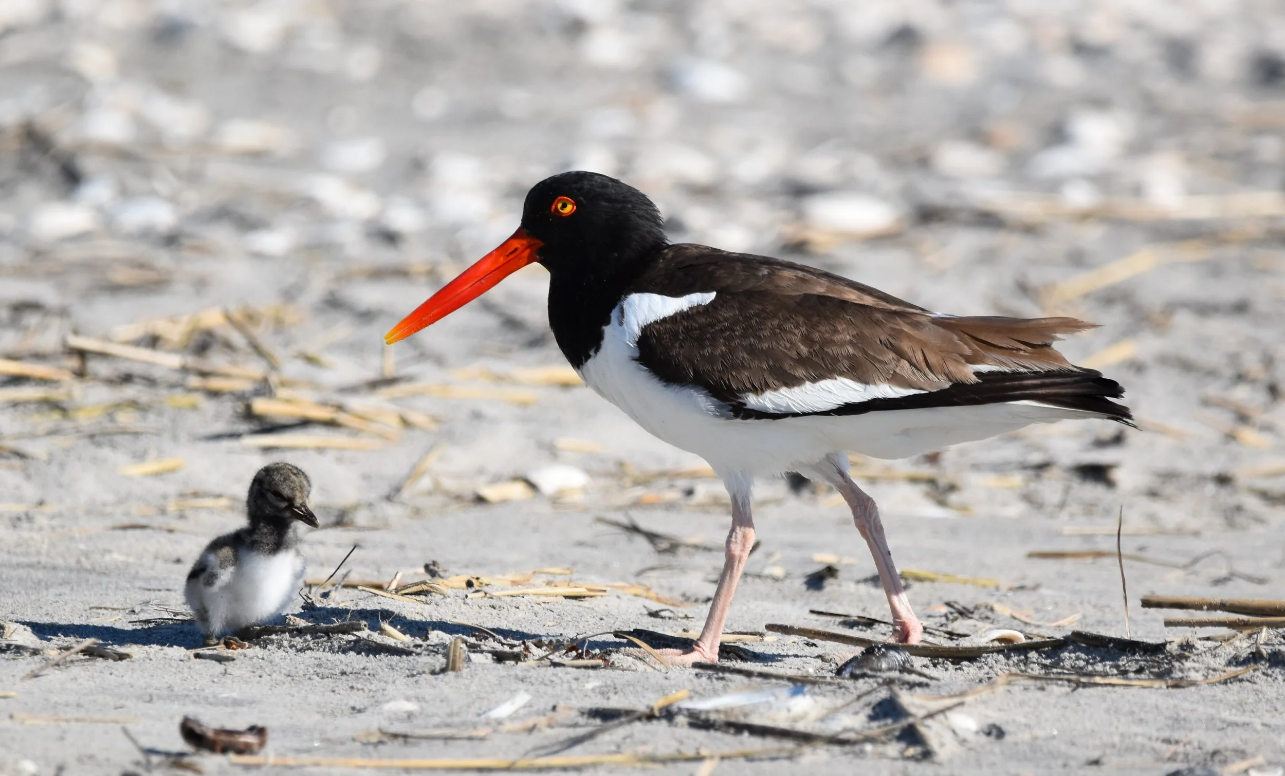 Charismatic Adult Oystercatcher