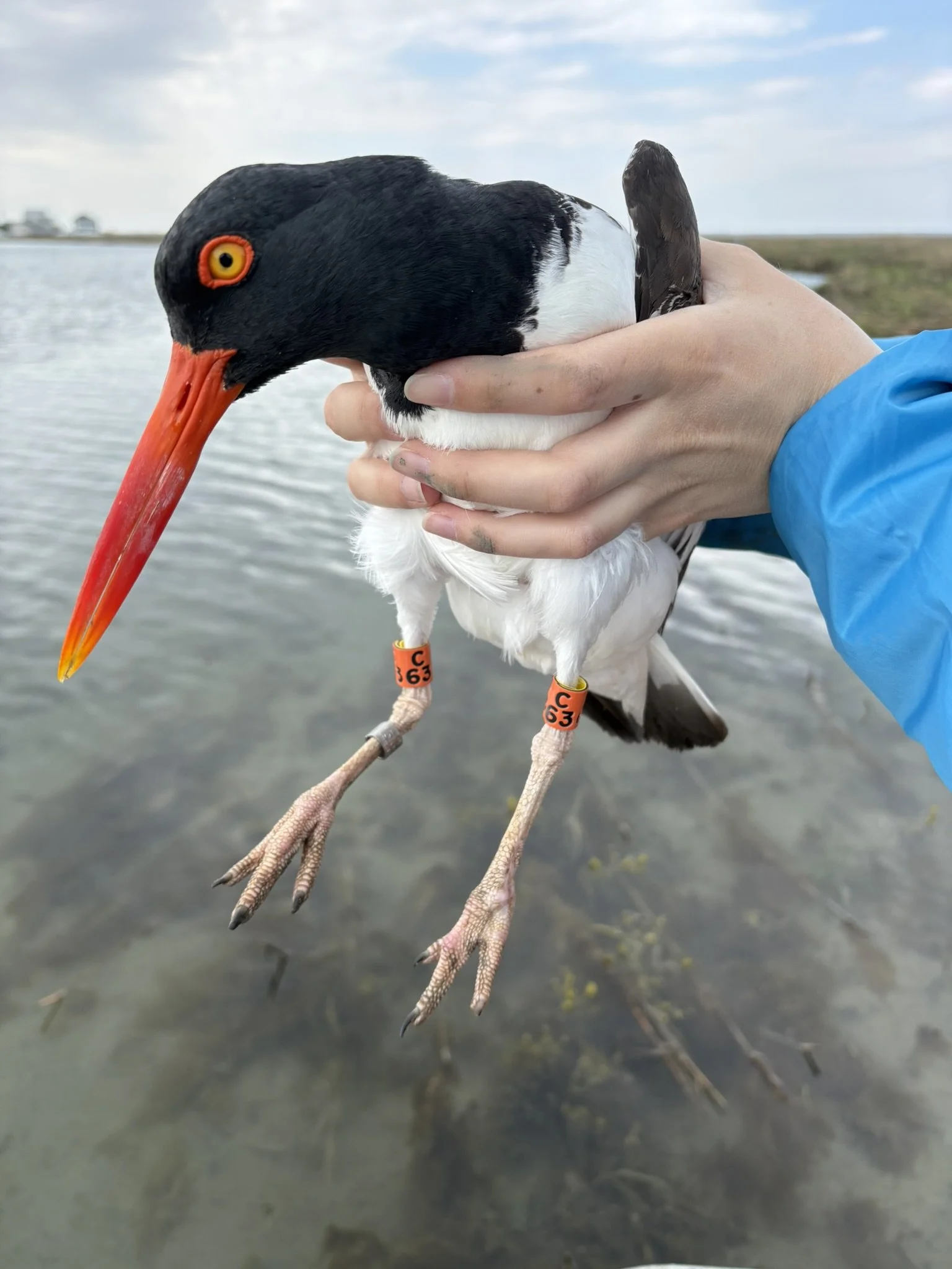 Banded Adult Oystercatcher
