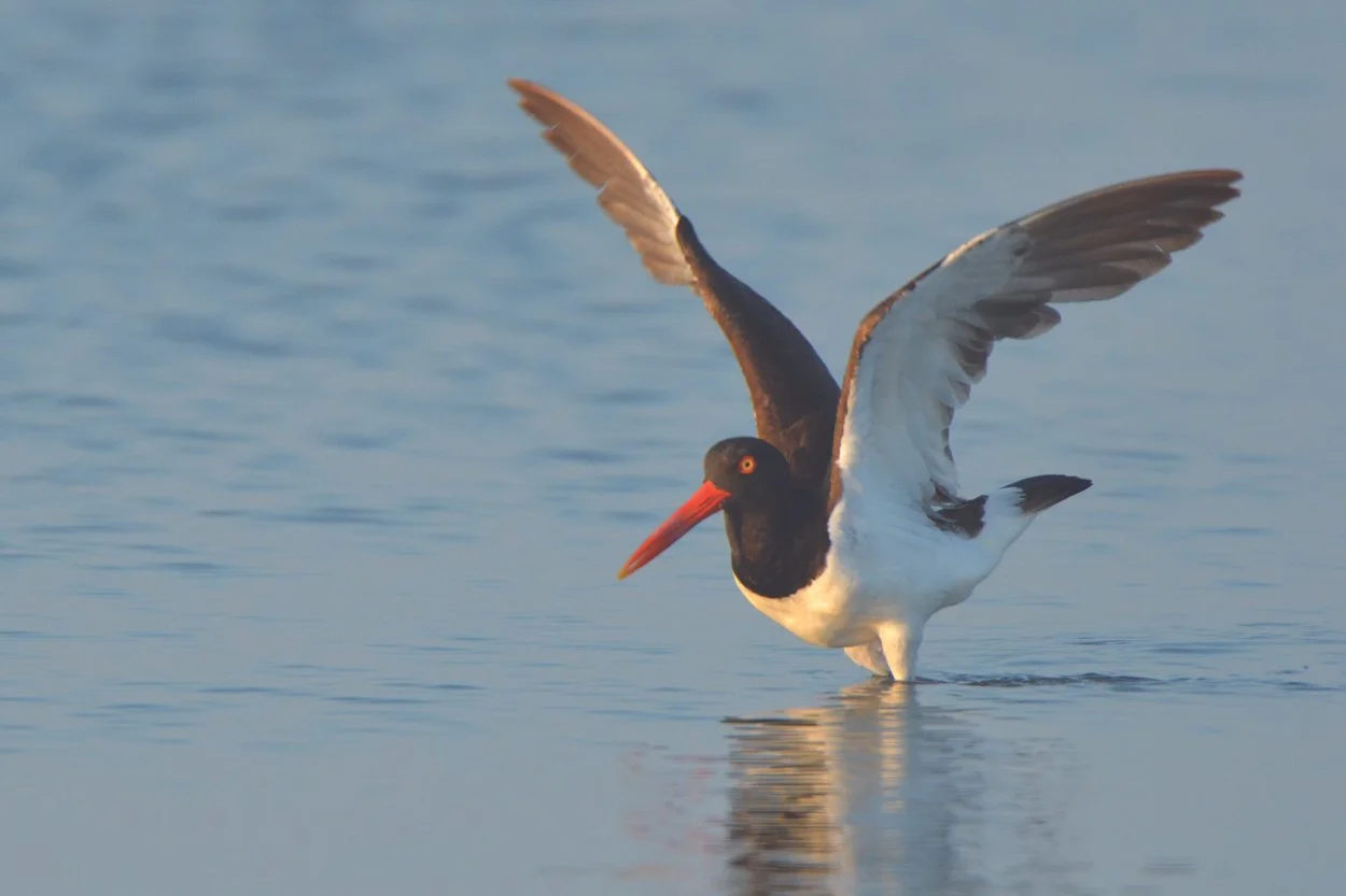 The Secret Lives of Marsh-Nesting Oystercatchers