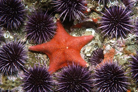 Sea Creatures with Amazing Features