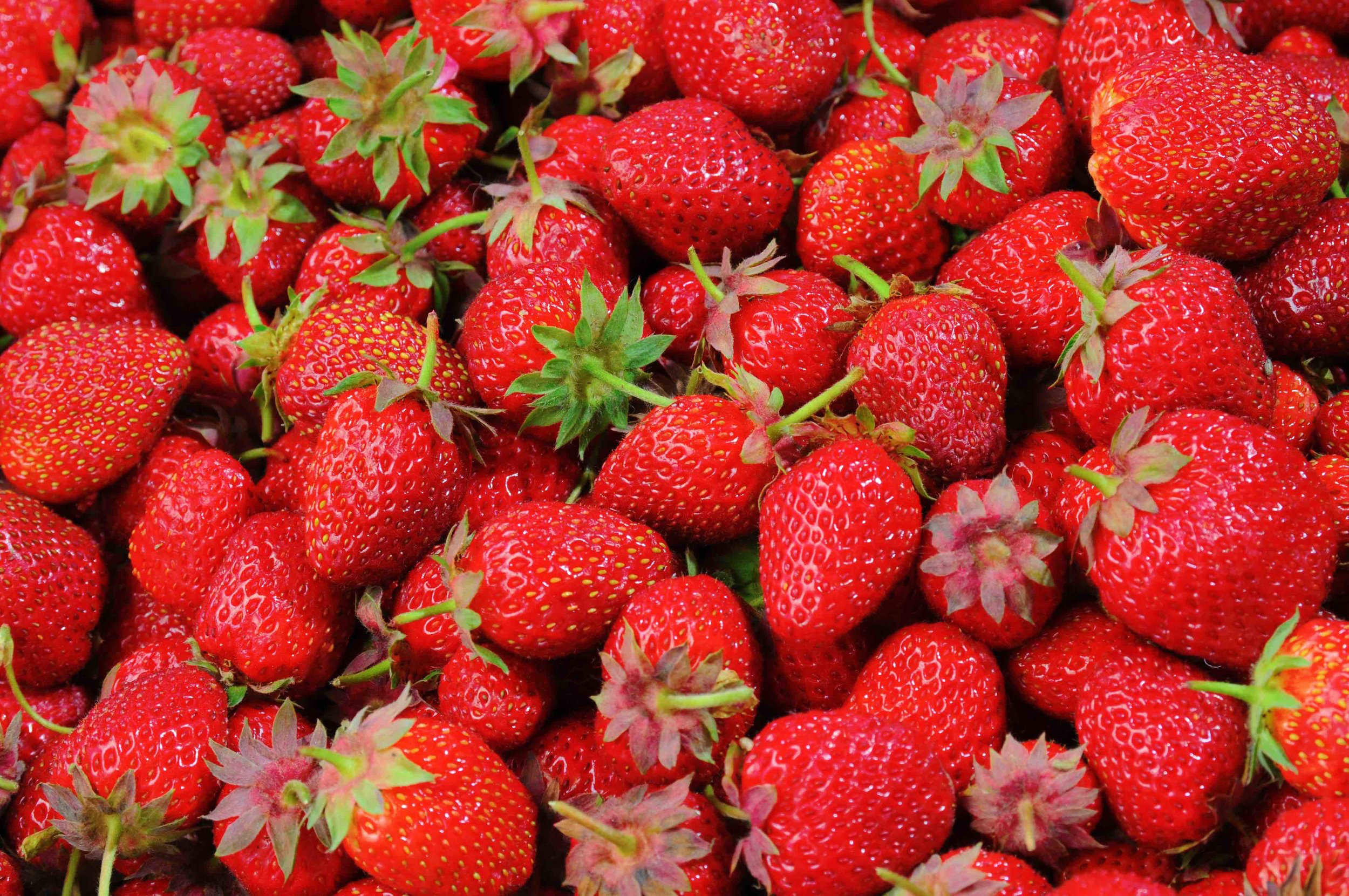 General 2 Berry Fruit Farm General 2 Berry Fruit Farm