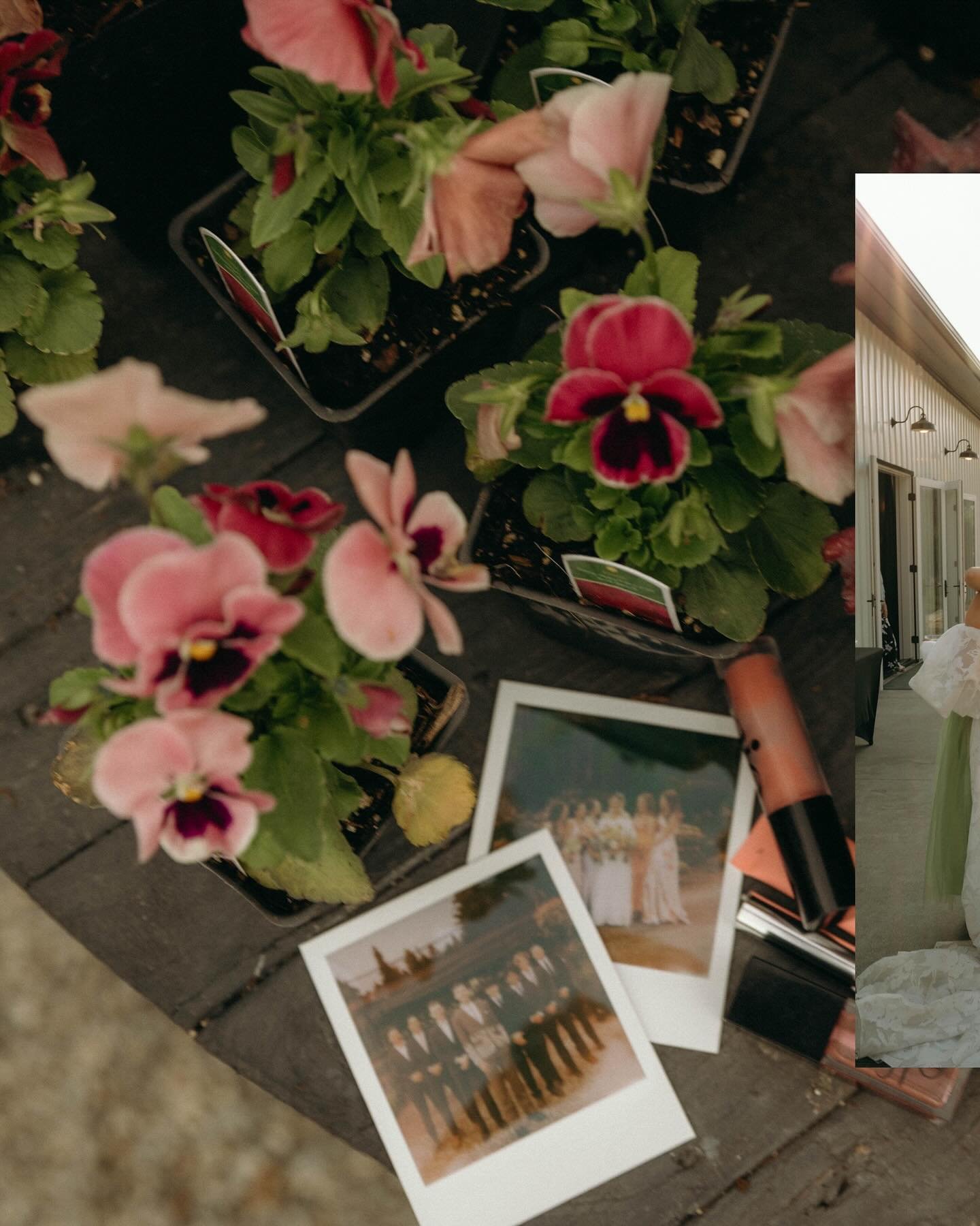 🌸The nursery is stocked full of pansies right now reminding us of this wedding past and all the sweet ways they incorporated our space into their vision. 

📸 @aleahcheryl.co 
💒 @barnandblossomnursery 
👰&zwj;♀️ @karlirose15 
💐 @adelaidecofloral 
