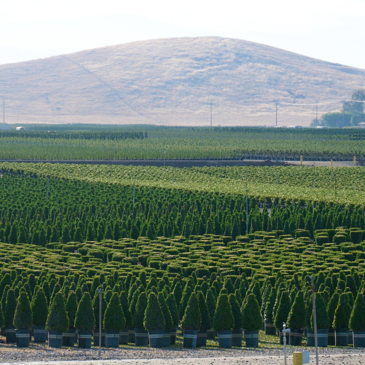 A cool fact about how @monroviaplants saves water: do you see how the fields slope gently into the middle? That's to allow them to collect runoff and rainwater, and then reuse it the next time they need to water.  Do you have a water-saving tip? Drop
