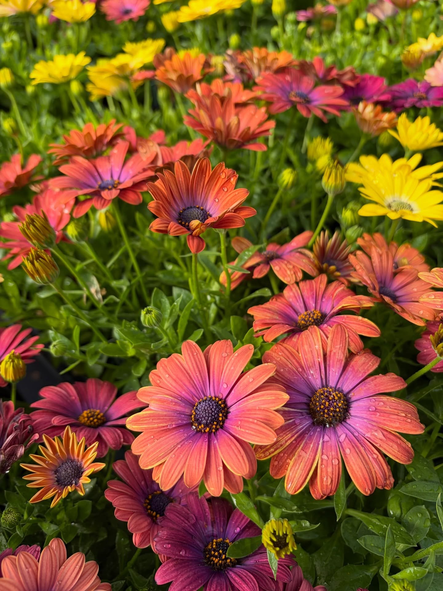 The sunshine is bringing all the blooms! How many of these lovelies can you name? Comment below 🥰🌱

#spokaneplants #destinationnursery #pnwnursery #pnwplants #spokanewashington