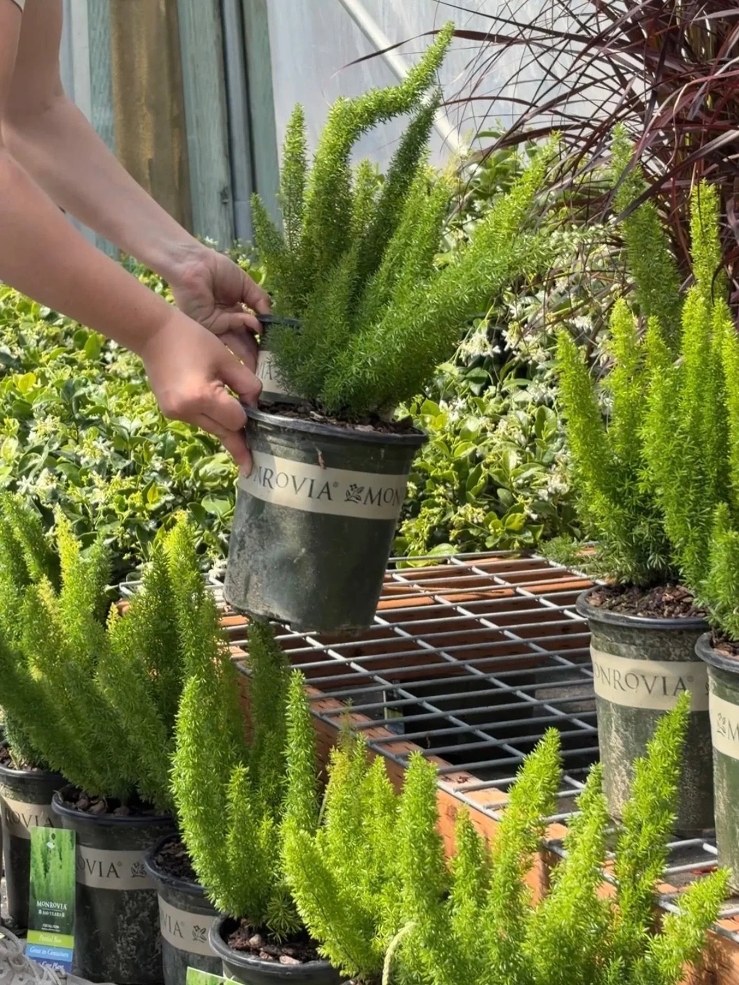 Sprengers Asparagus or Foxtail Fern are known for their feathery, cascading foliage, often used in hanging baskets or as houseplants,  thriving in bright, indirect light and requiring moderate watering with good drainage and occasional pruning to mai