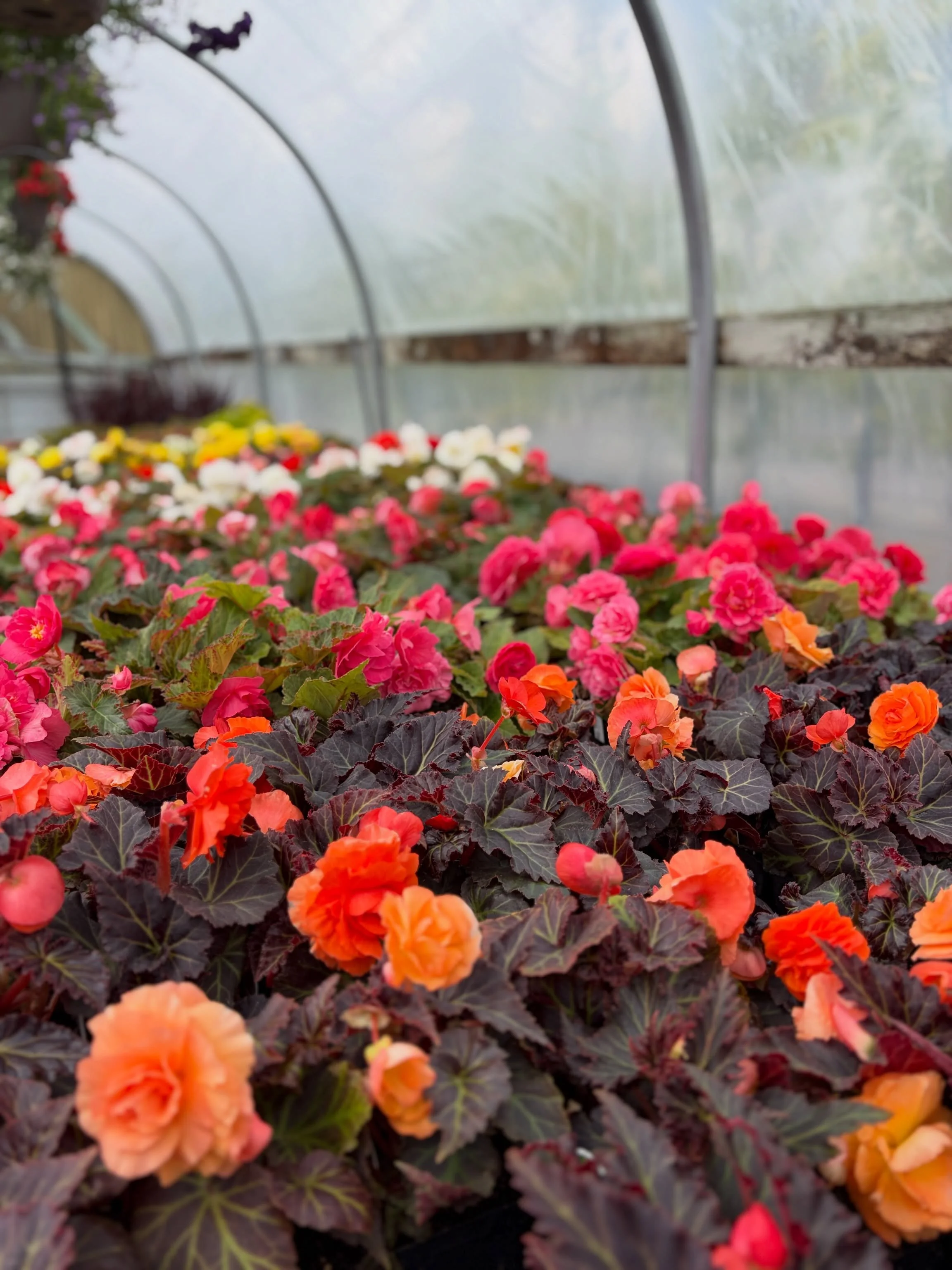 All the begonias in all the shades 🥰 what are you planting this spring?

#spokaneplantpeople #spokanenursery #pnwnursery #destinationnursery #spokaneflowers 

Spokane nurseries - Spokane garden expo - Spokane plants - Spokane spring