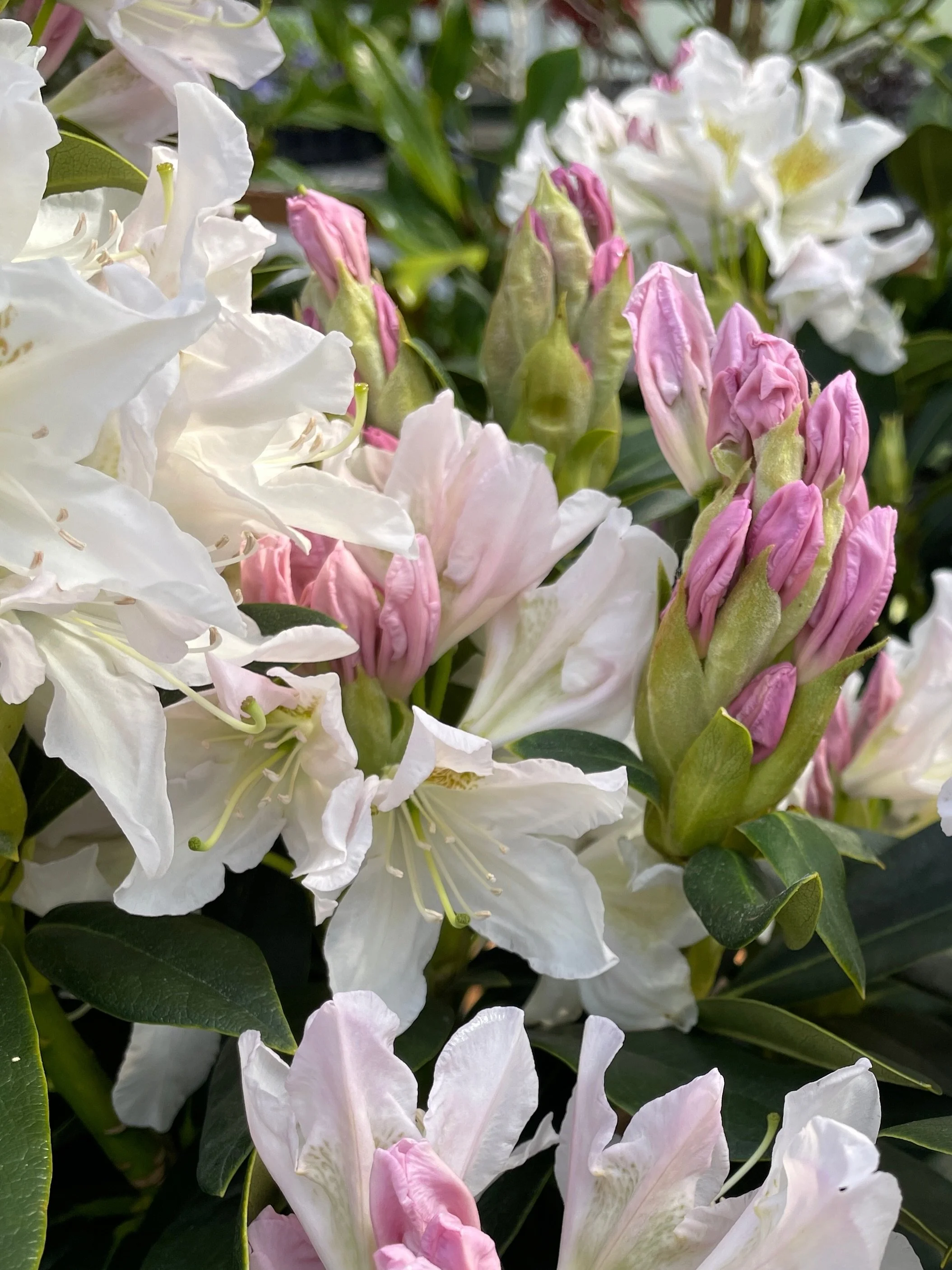 Rhododendron season is in full swing with these lovelies blooming up a storm! 

Looking to add a few to your garden but not sure where to start? Rhododendrons require protection from the hot harsh sun, try planting on the east or north side of buildi