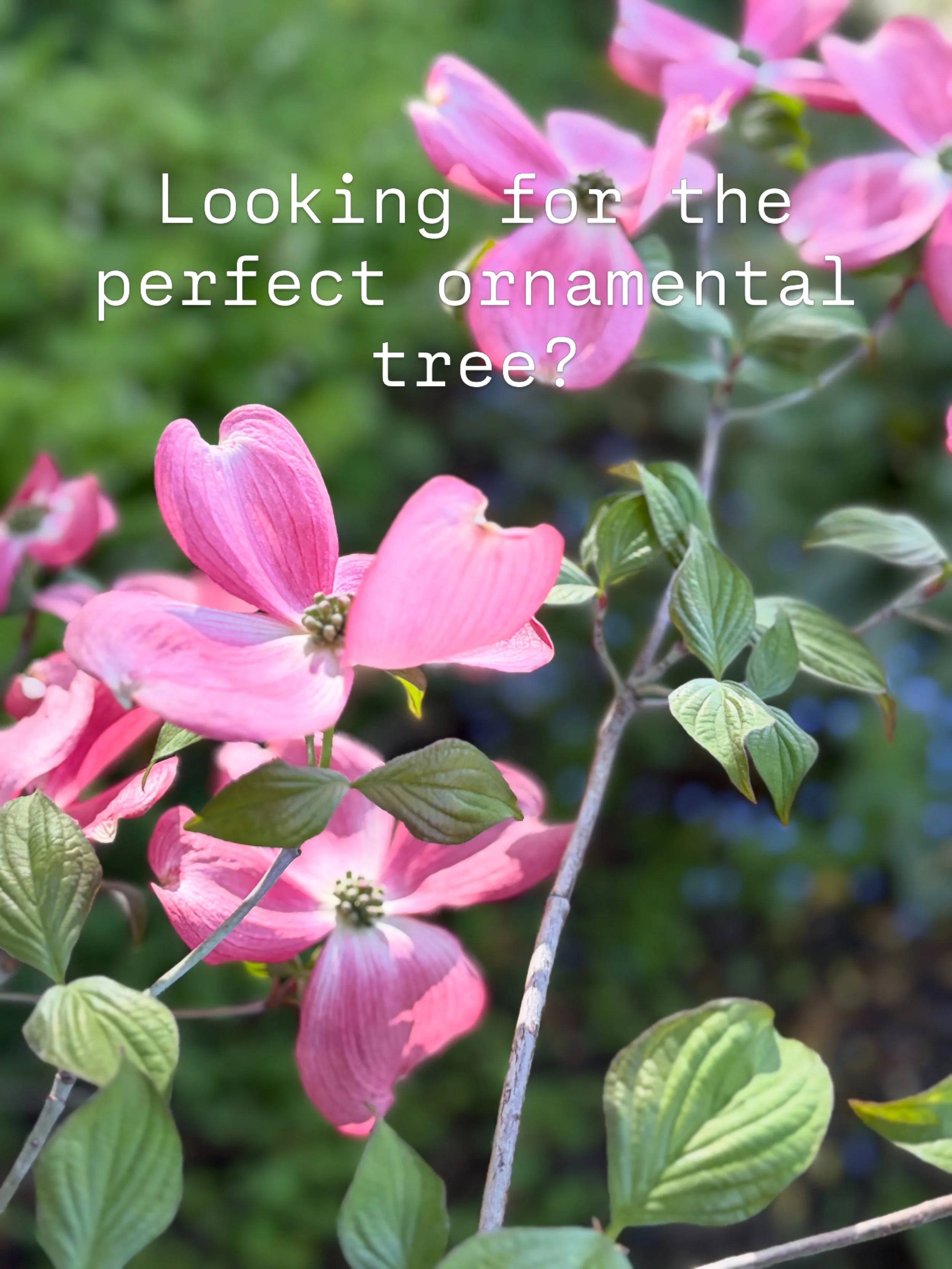 Looking for the perfect ornamental tree? Say hello to the dogwood! Growing in a variety of colors this spectacular flowering tree provides multi seasonal interest and makes a major statement in your garden! 

Comment DOGWOOD below for information on 