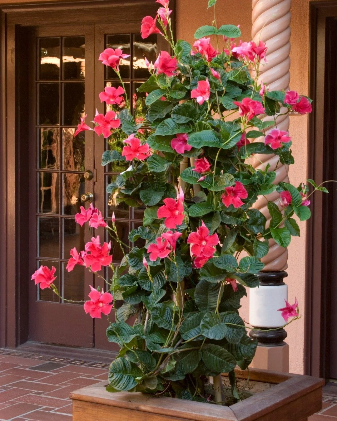 Need a star for your summer containers? Try a vine! Swipe through to see what we mean... Staked tall, they're your thriller. Let them drape, and they're a spiller. They can even be the filler to cover the base of your planter, like with this patio tr
