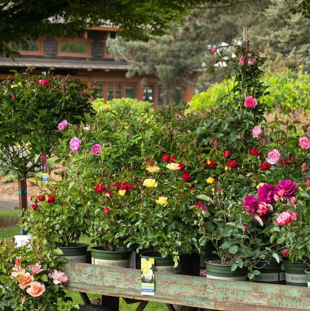 June is Rose Month! 🌹 What's your favorite type to celebrate: Climbing roses, fragrant roses, rambling roses, a certain color, or all of the above???