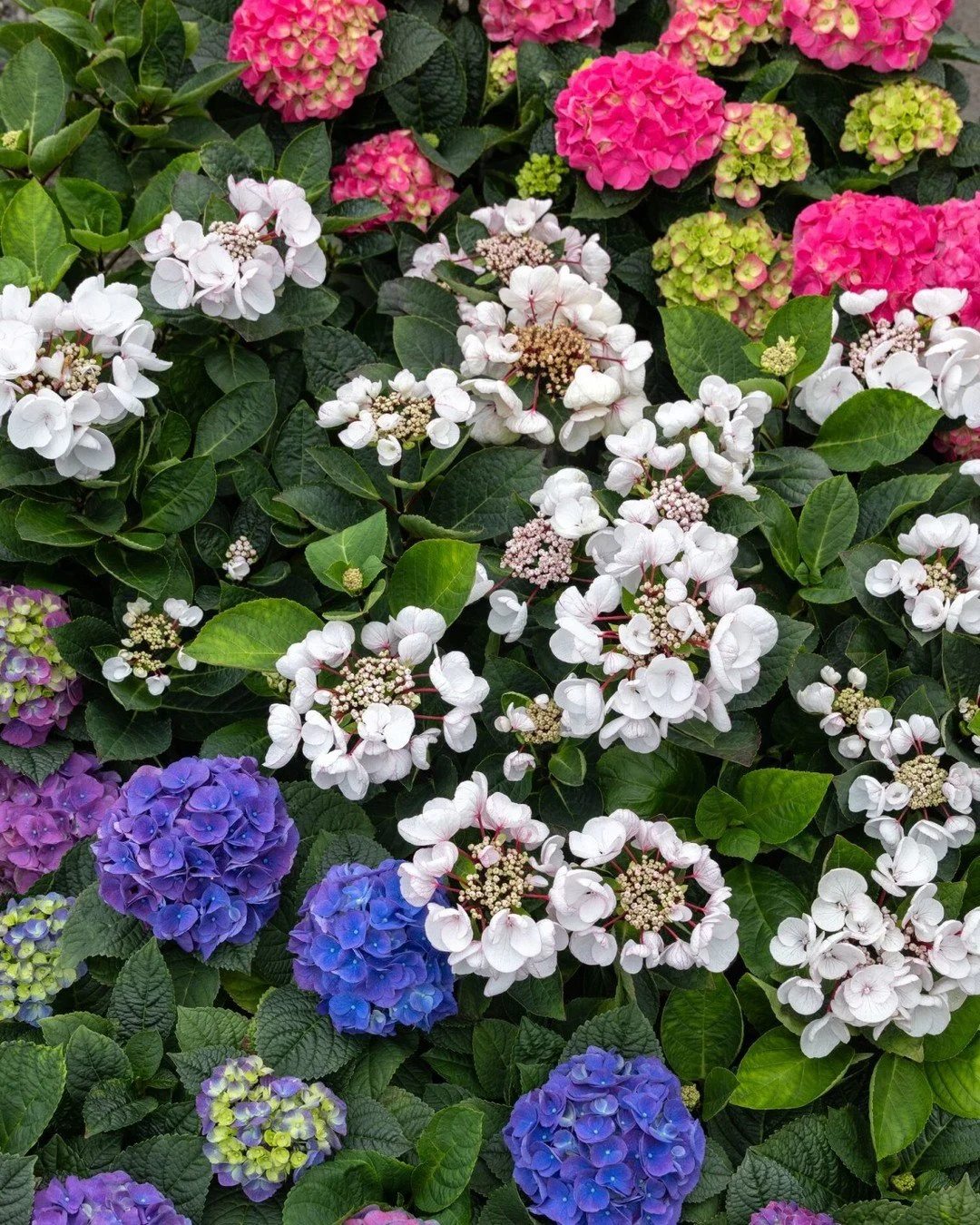 Three cheers for the red, white, and blue&mdash;or, should we say, bloom? Salute this Flag Day (and America's 250th Anniversary!) with a patriotic planting of your own, like this one created with Seaside Serenade&reg; hydrangeas.