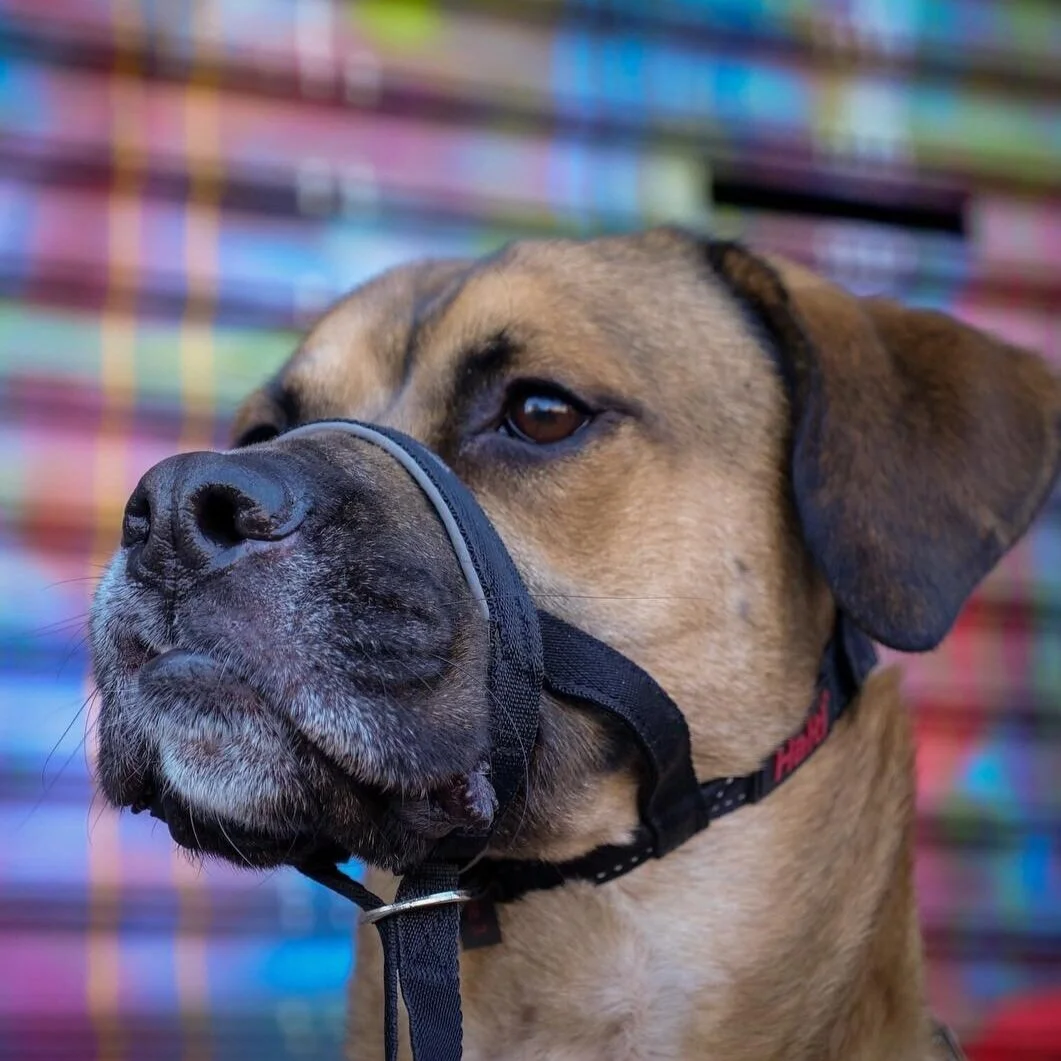 blake rodriguez dog trainer