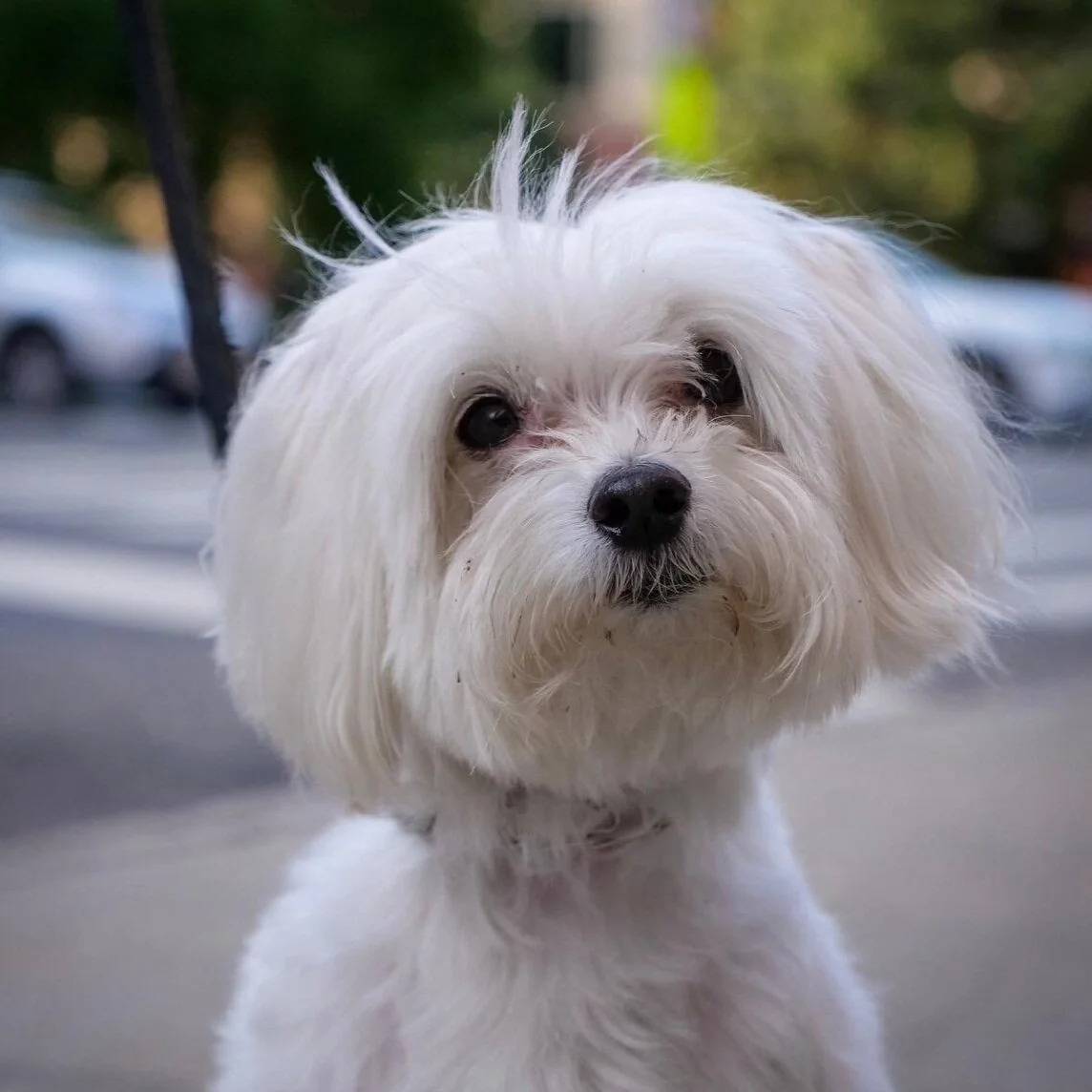 blake rodriguez dog trainer