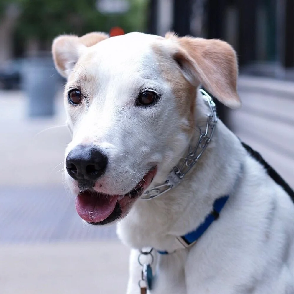 blake rodriguez dog trainer