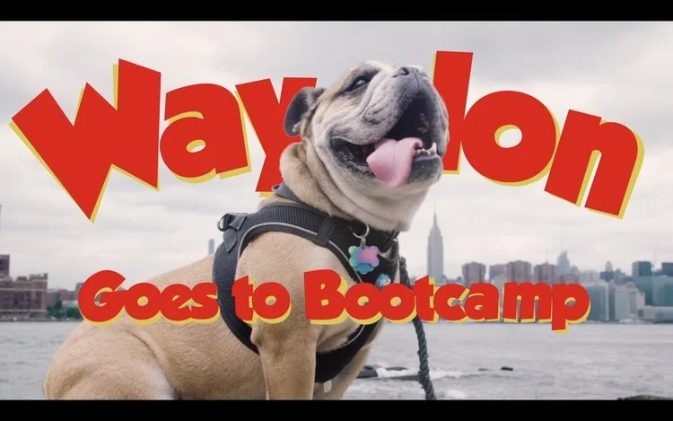 blake rodriguez dog trainer