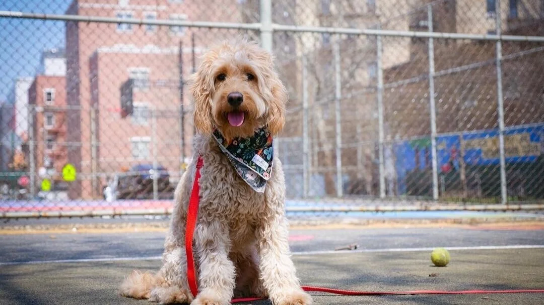 goldendoodle obedience training