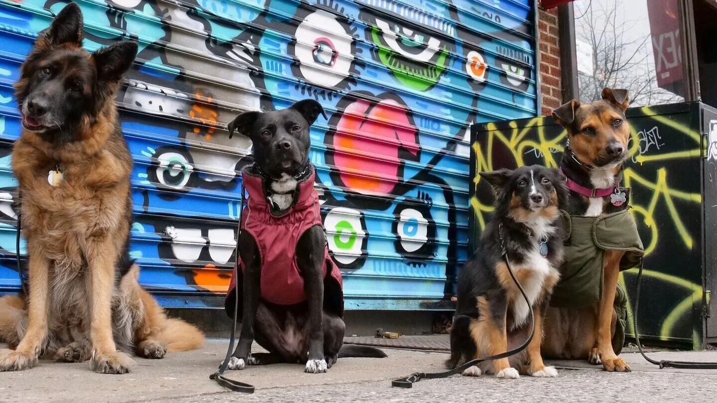 overnight dog training