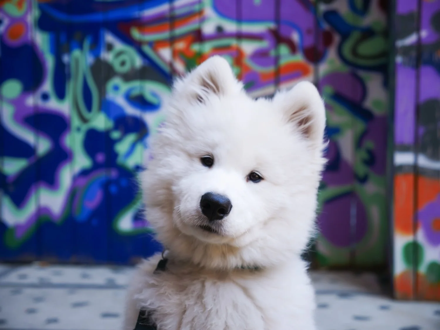 Best Dog Trainer NYC Dog Training