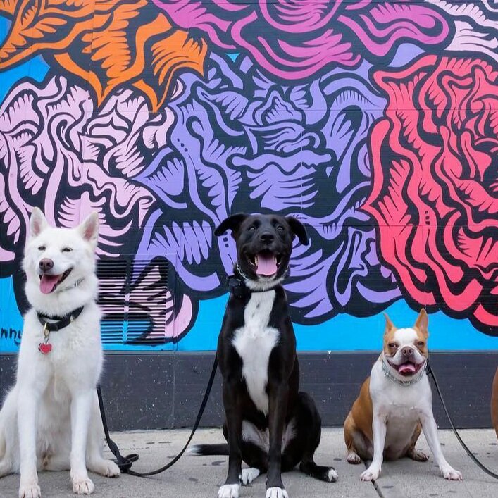 blake rodriguez dog trainer