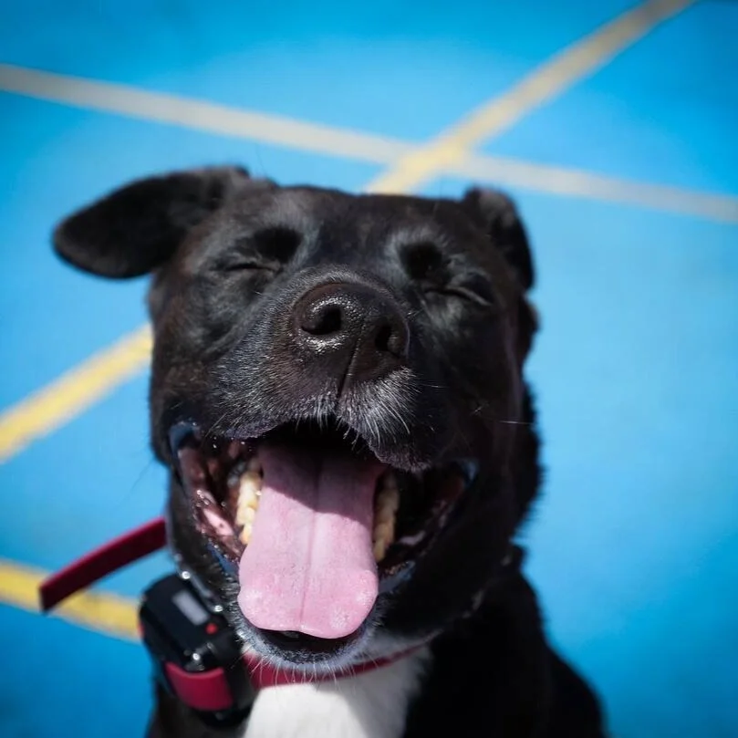 blake rodriguez dog trainer