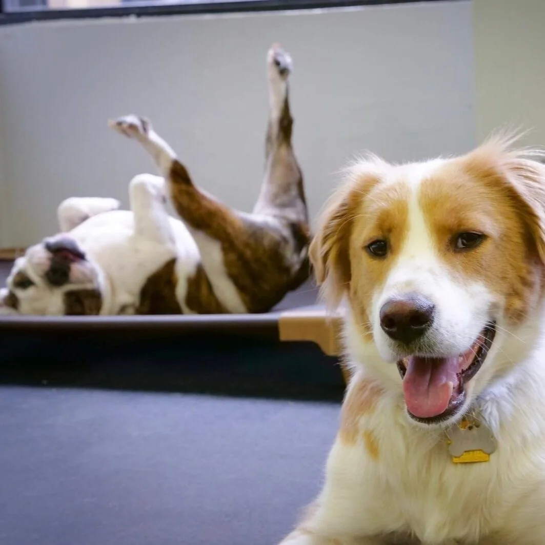 blake rodriguez dog trainer