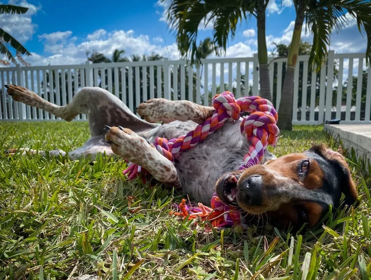 Best Dog Trainer NYC Dog Training