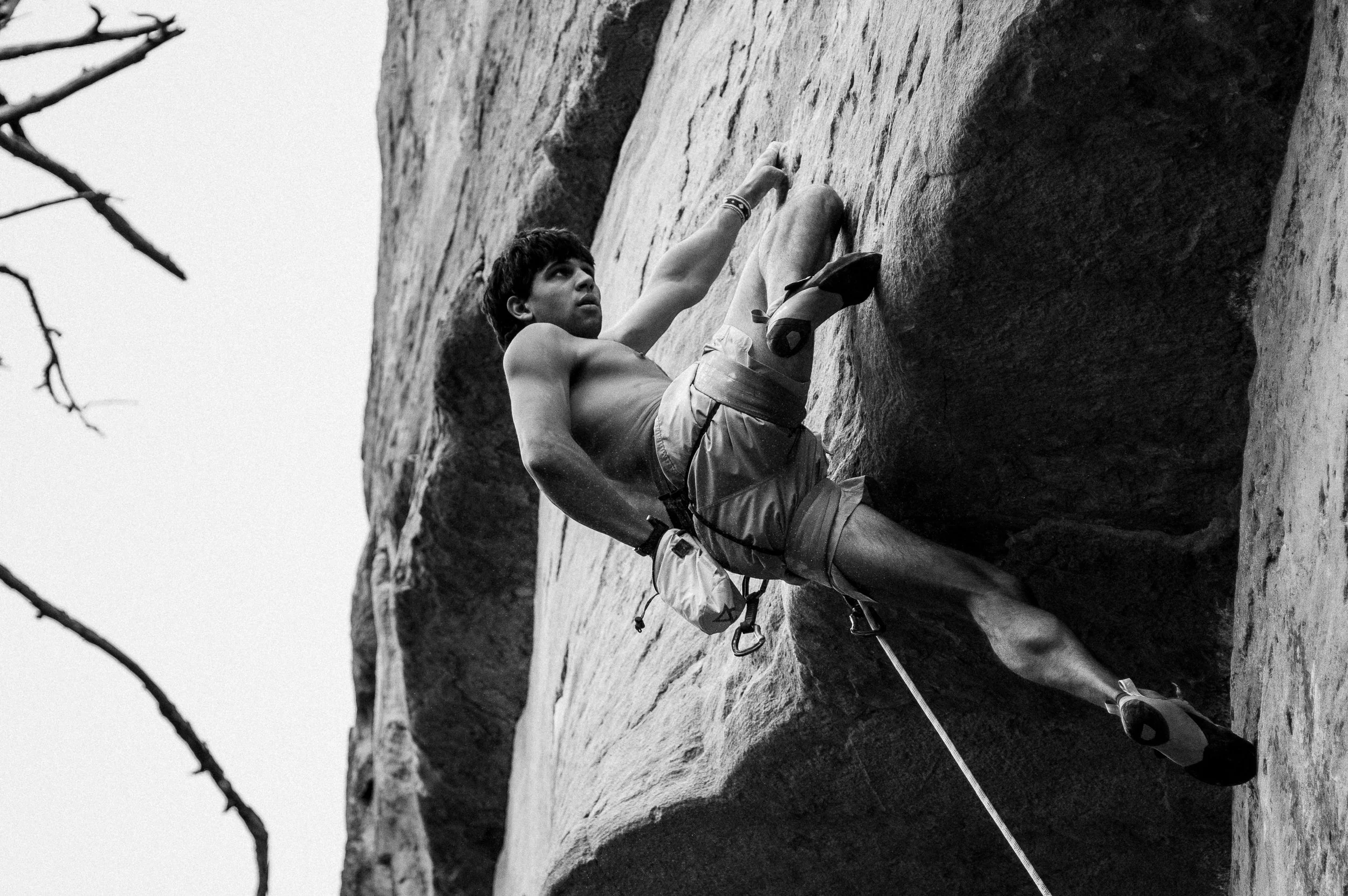 climbing hawksbill