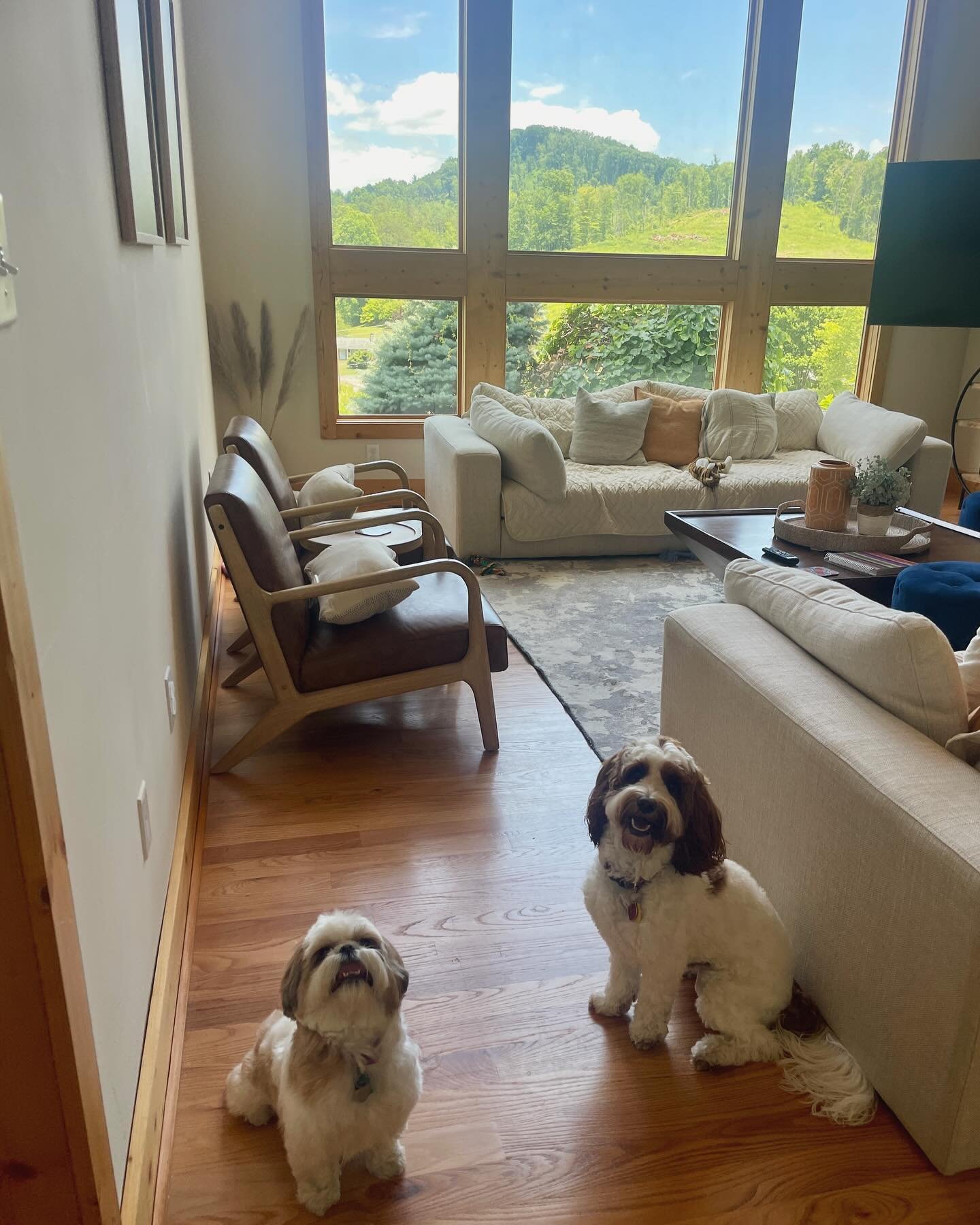 Traveling to Asheville with your furry friend? Mountain or city, we&rsquo;ve got you covered!

💡Tillie &amp; Sadie at @carolinamornings Dos Brisas in Mars Hill 
💡Morty at @carolinamornings Skylight Condo in downtown AVL

While Asheville is extremel