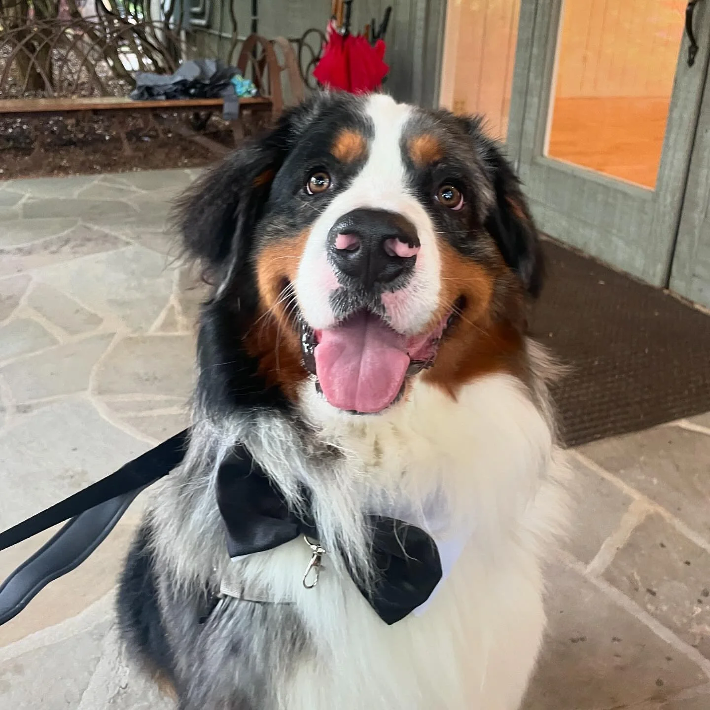 Planning your Asheville area wedding and want your furry friend by your side on the big day? We still have a few spots available this year for our wedding pet care service!

What we offer:
💞 Transportation to &amp; from the venue
💞 Supervision &amp