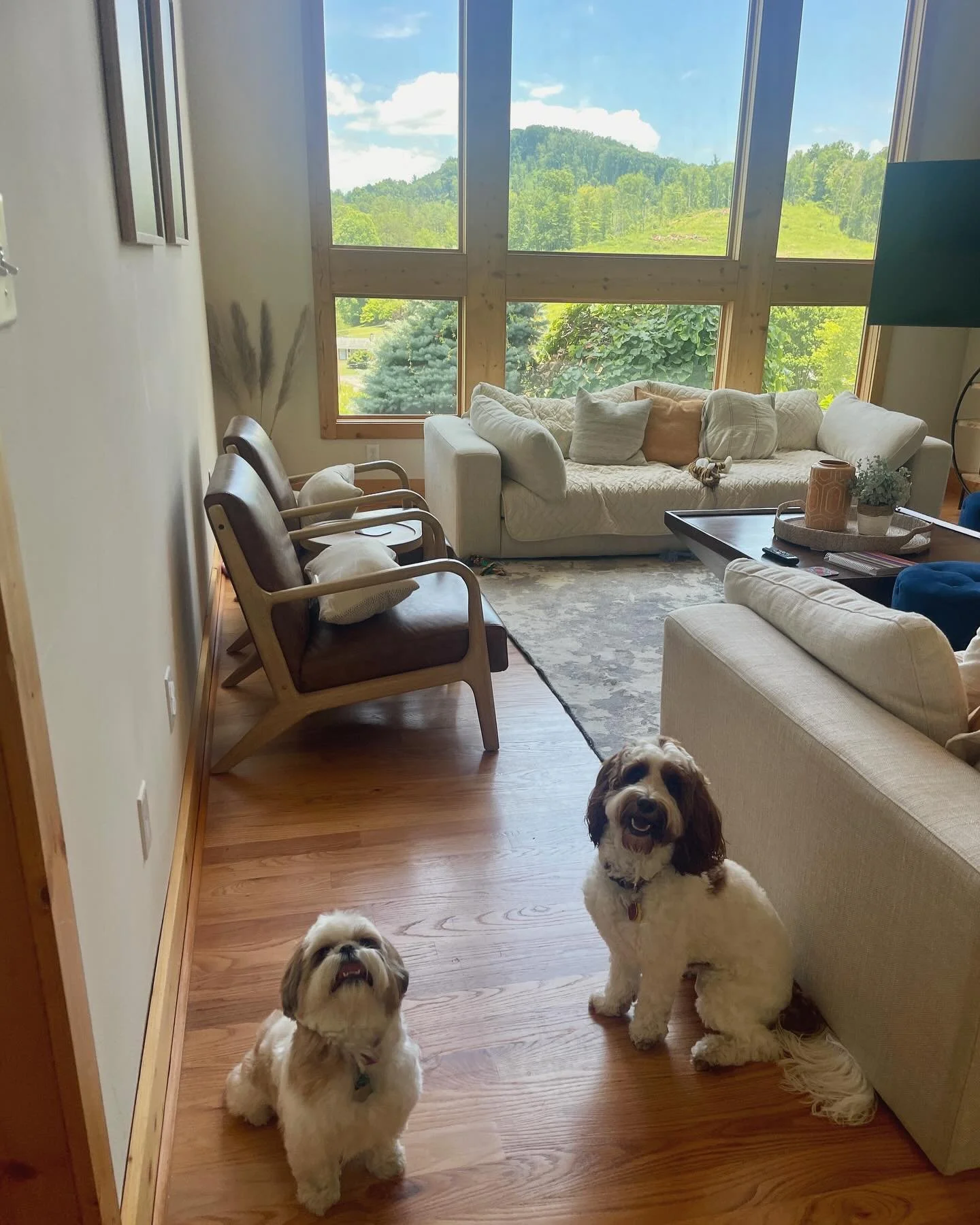 Traveling to Asheville with your furry friend? Mountain or city, we&rsquo;ve got you covered!

💡Tillie &amp; Sadie at @carolinamornings Dos Brisas in Mars Hill 
💡Morty at @carolinamornings Skylight Condo in downtown AVL

While Asheville is extremel