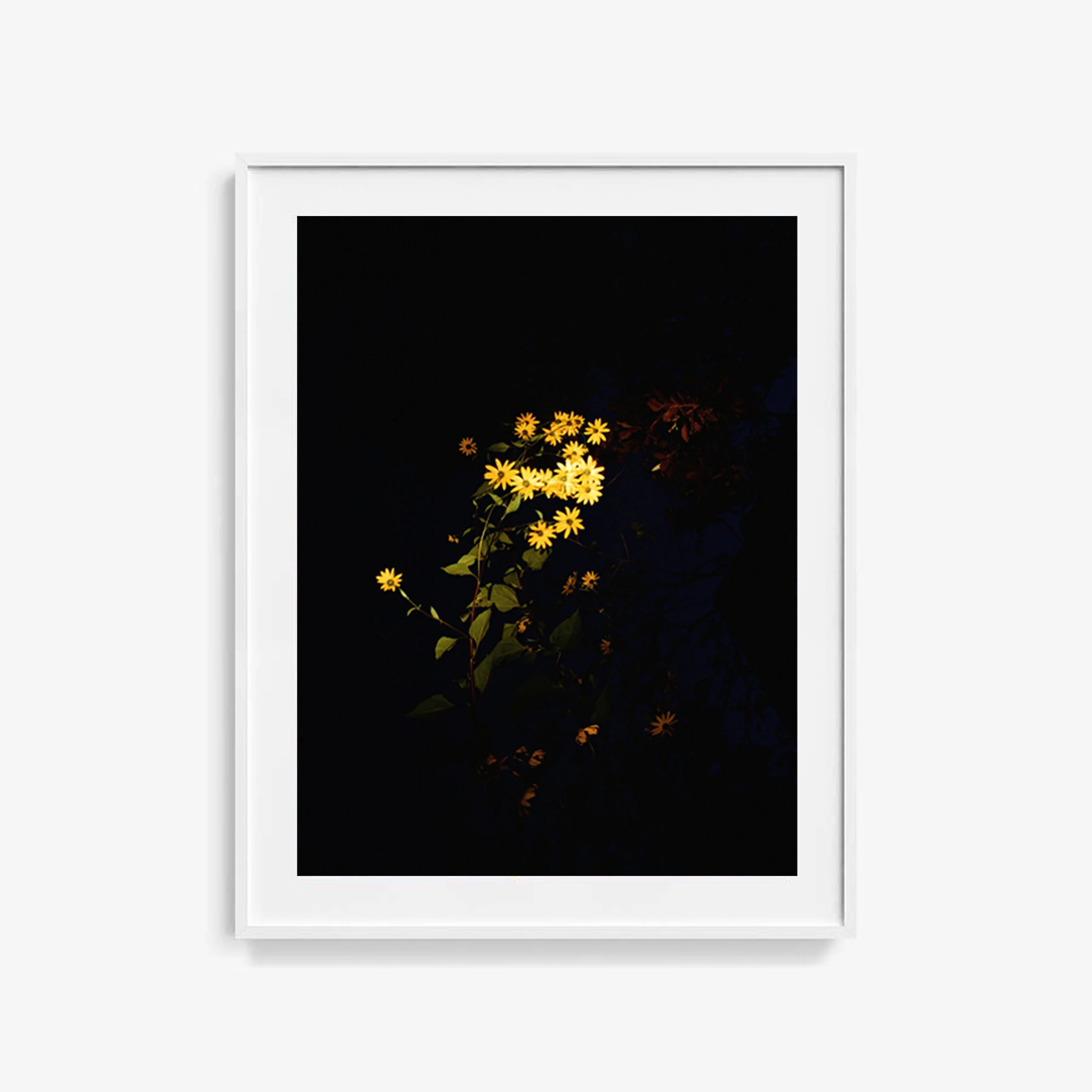 Reilluminate #22, Limited Edition Photograph 