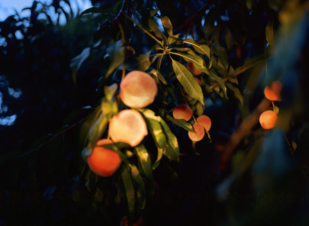 allison-watkins-photography-reilluminate-spring-2020-peaches-5.jpg