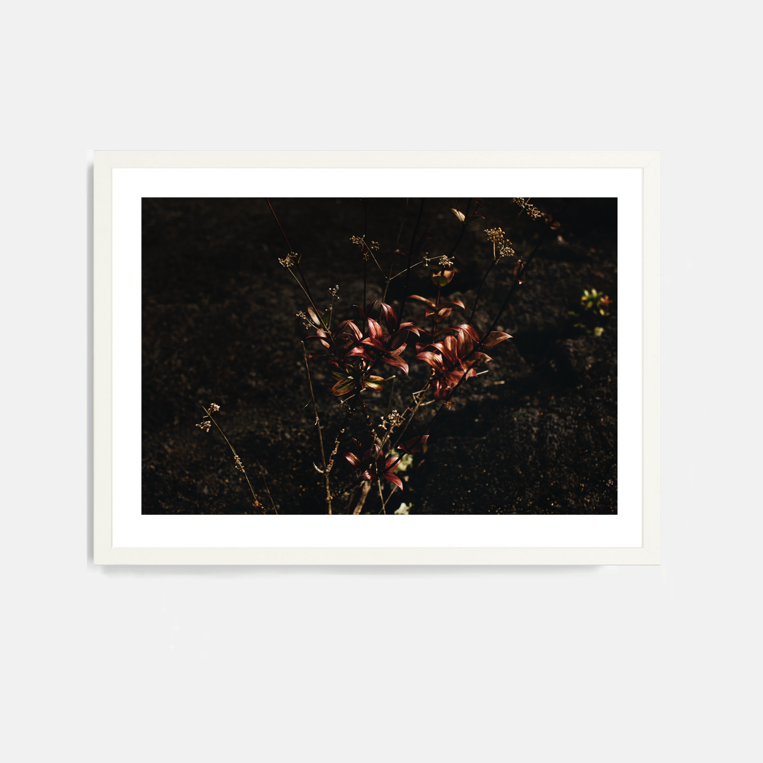 Mauna Loa #5