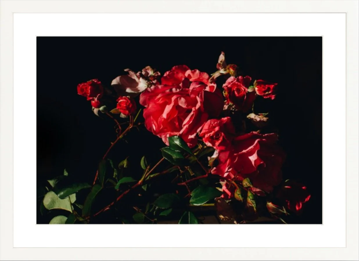allisonwatkins-photography-flowersforcinema-roses-3-whiteframe.jpg