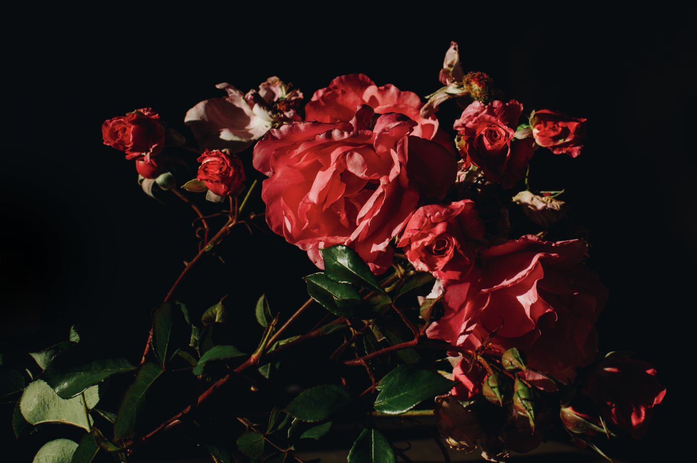 allison-watkins-photography-flowersforcinema-roses-3-unframed.png