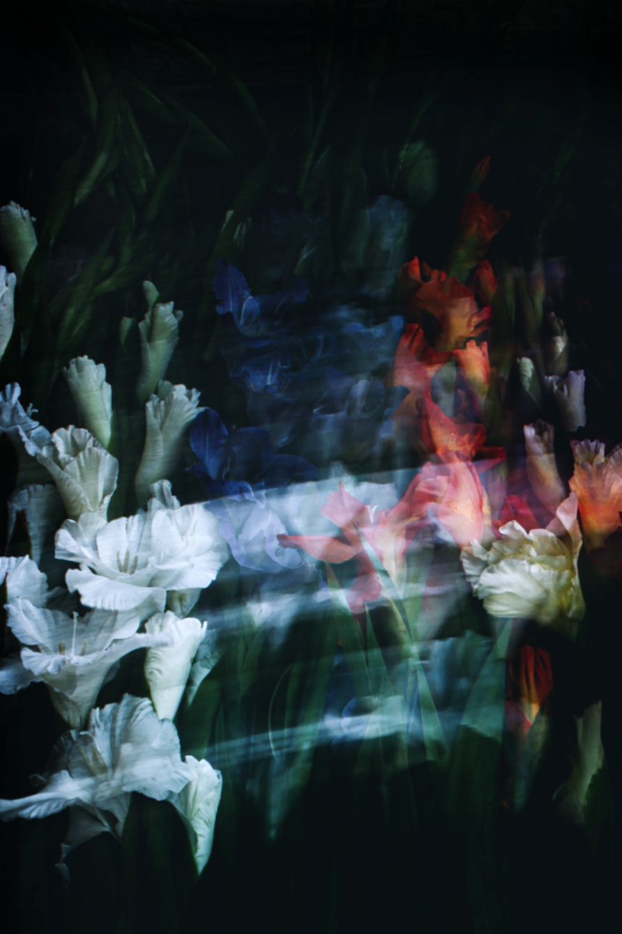 allisonwatkins-photography-flowersforcinema-gladiolus-no-1-unframed.png
