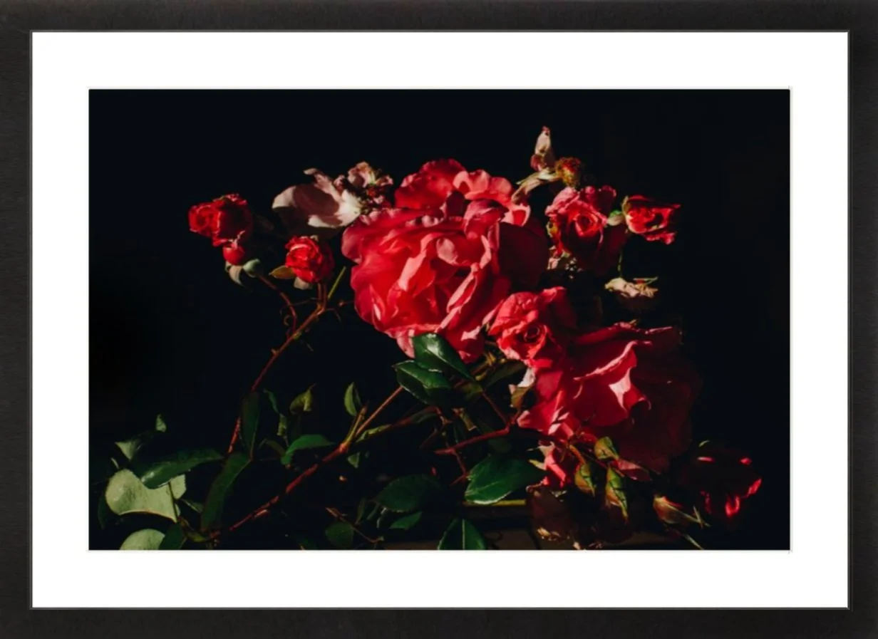 allisonwatkins-photography-flowersforcinema-roses-3-blackframe.jpg