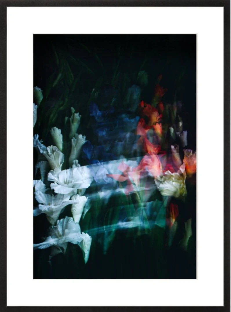 allisonwatkins-photography-flowersforcinema-gladiolus-no-1-blackframe.jpg