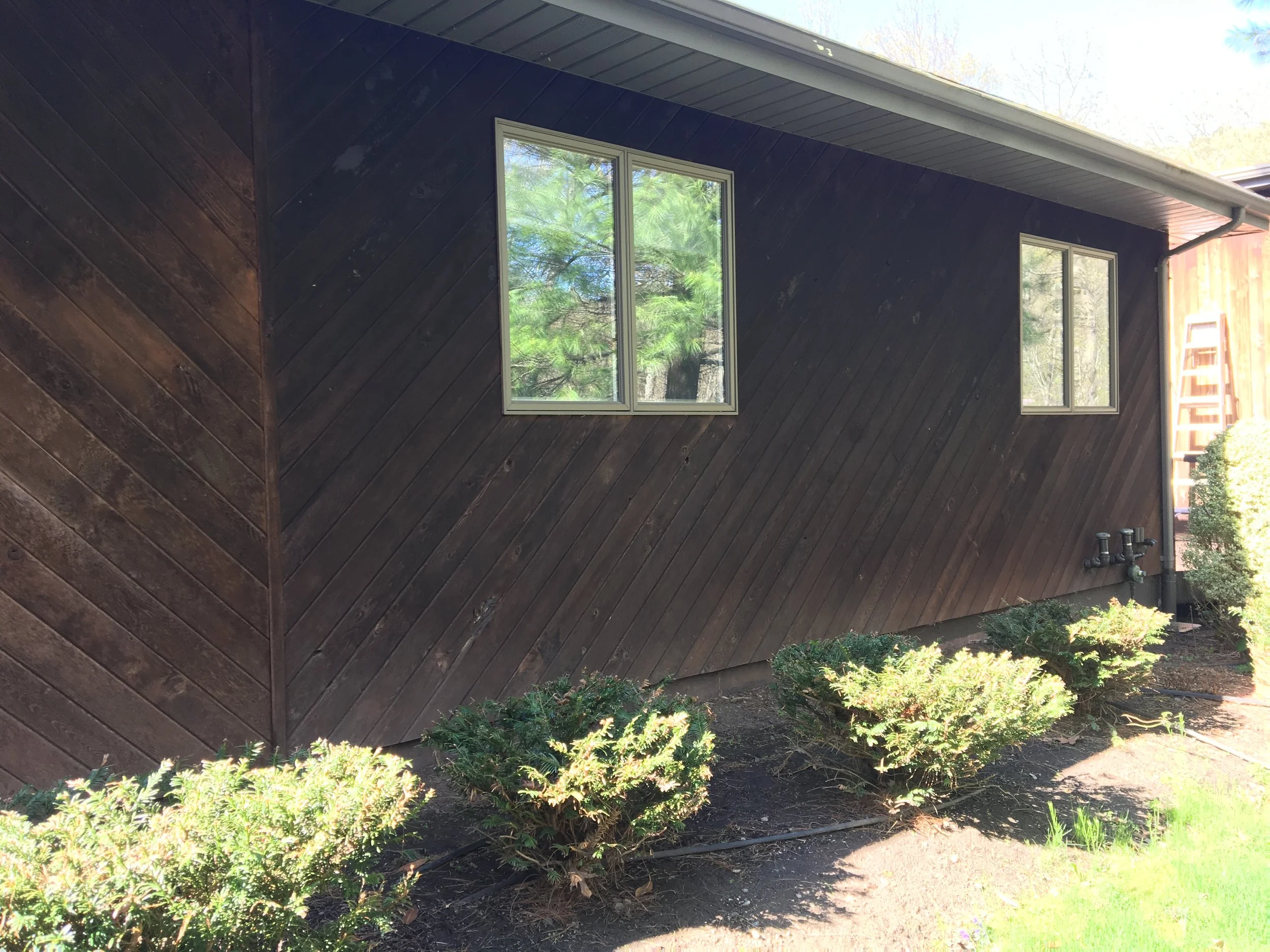 Side of a house with dark wooden paneling, two windows, and small bushes along the foundation, with a ladder in the background.