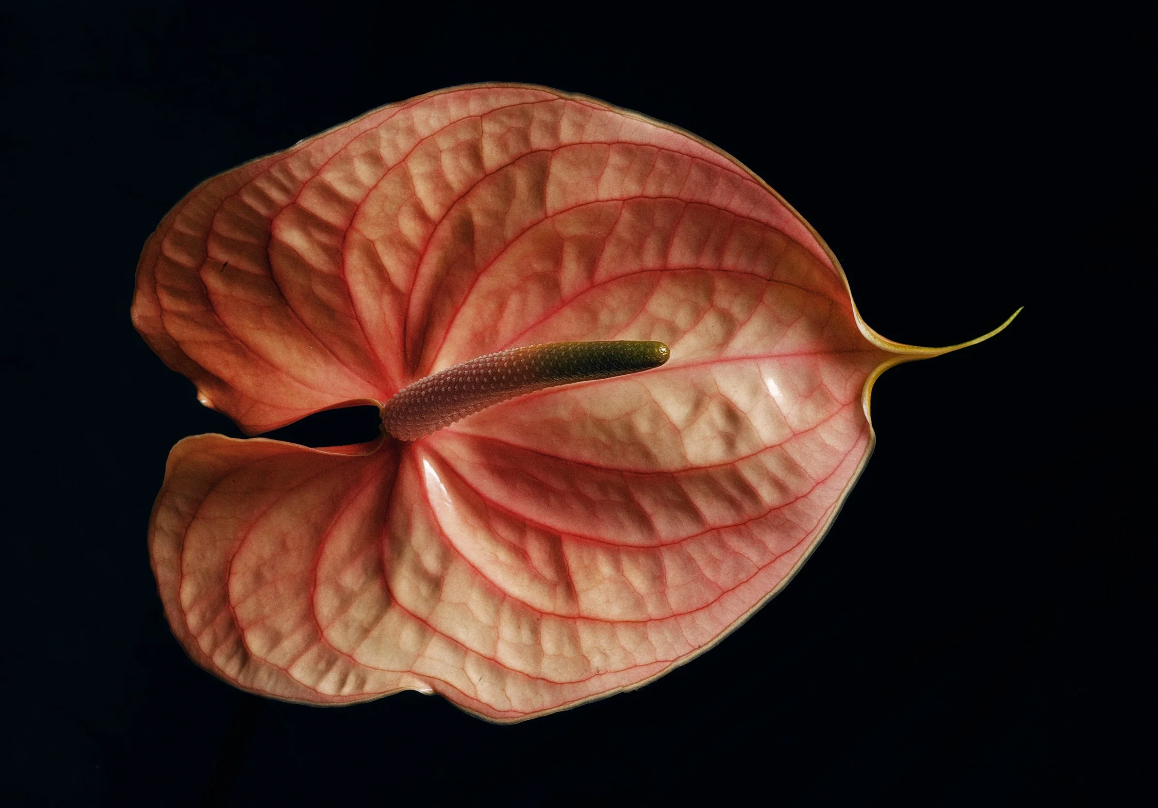 Foto del flor by Maria Chi