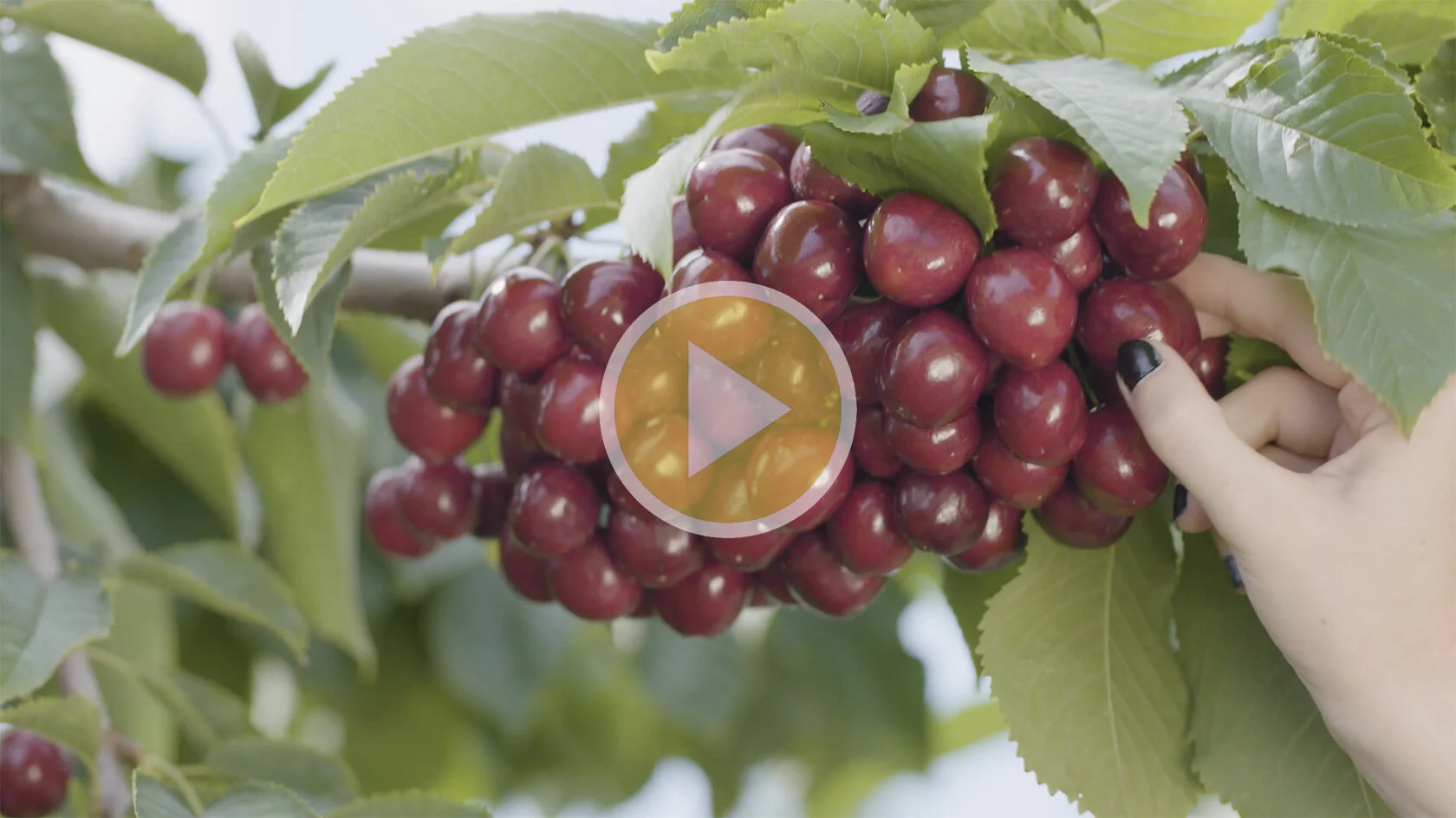 BC Cherry Association