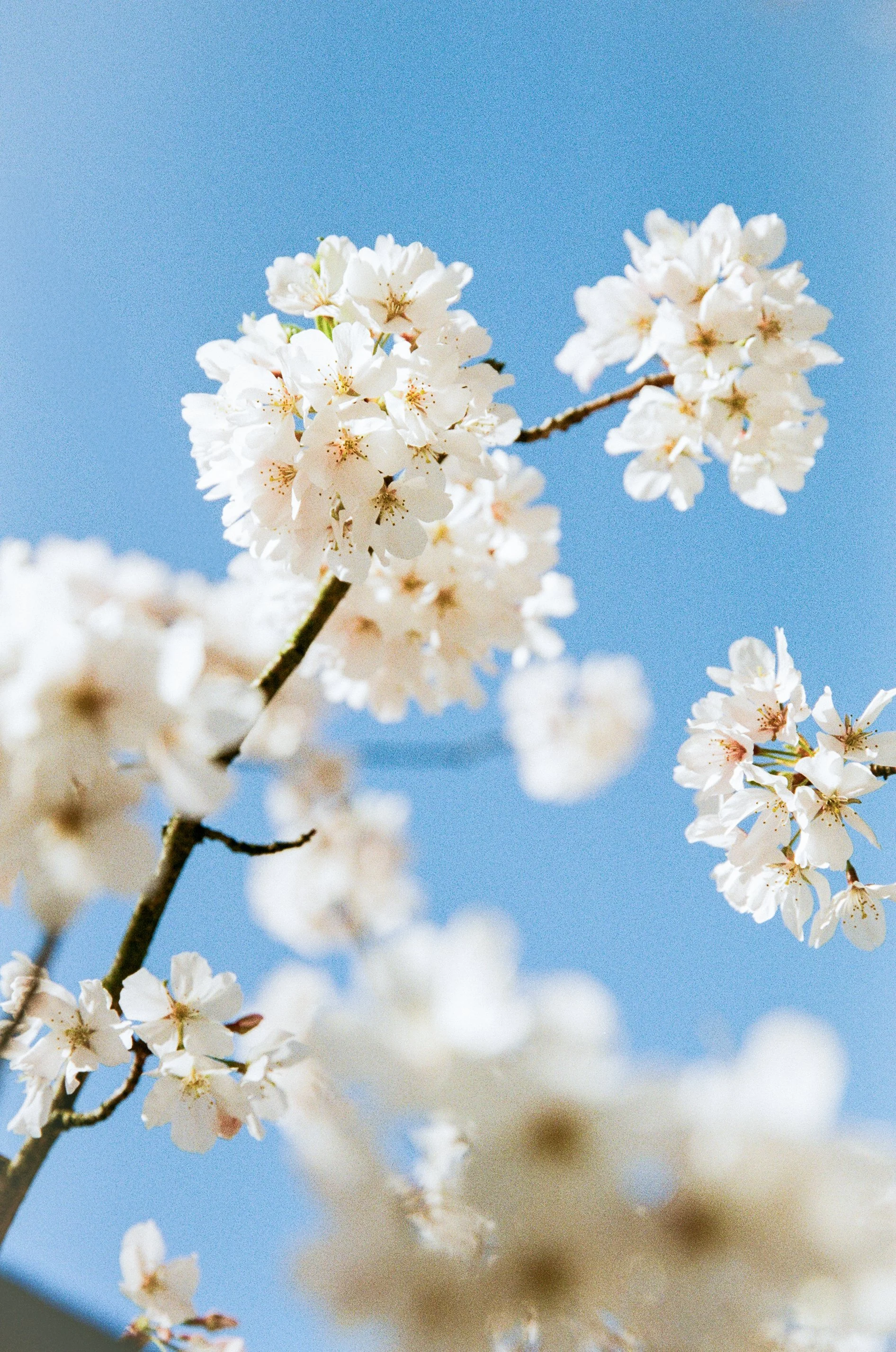 ⋆˚✿˖°
