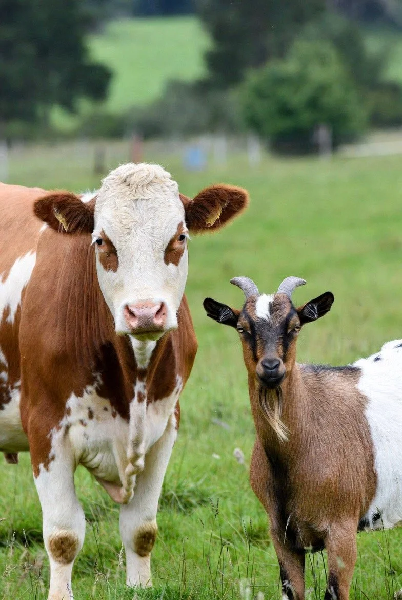 
The Holy Spirit is My Friend