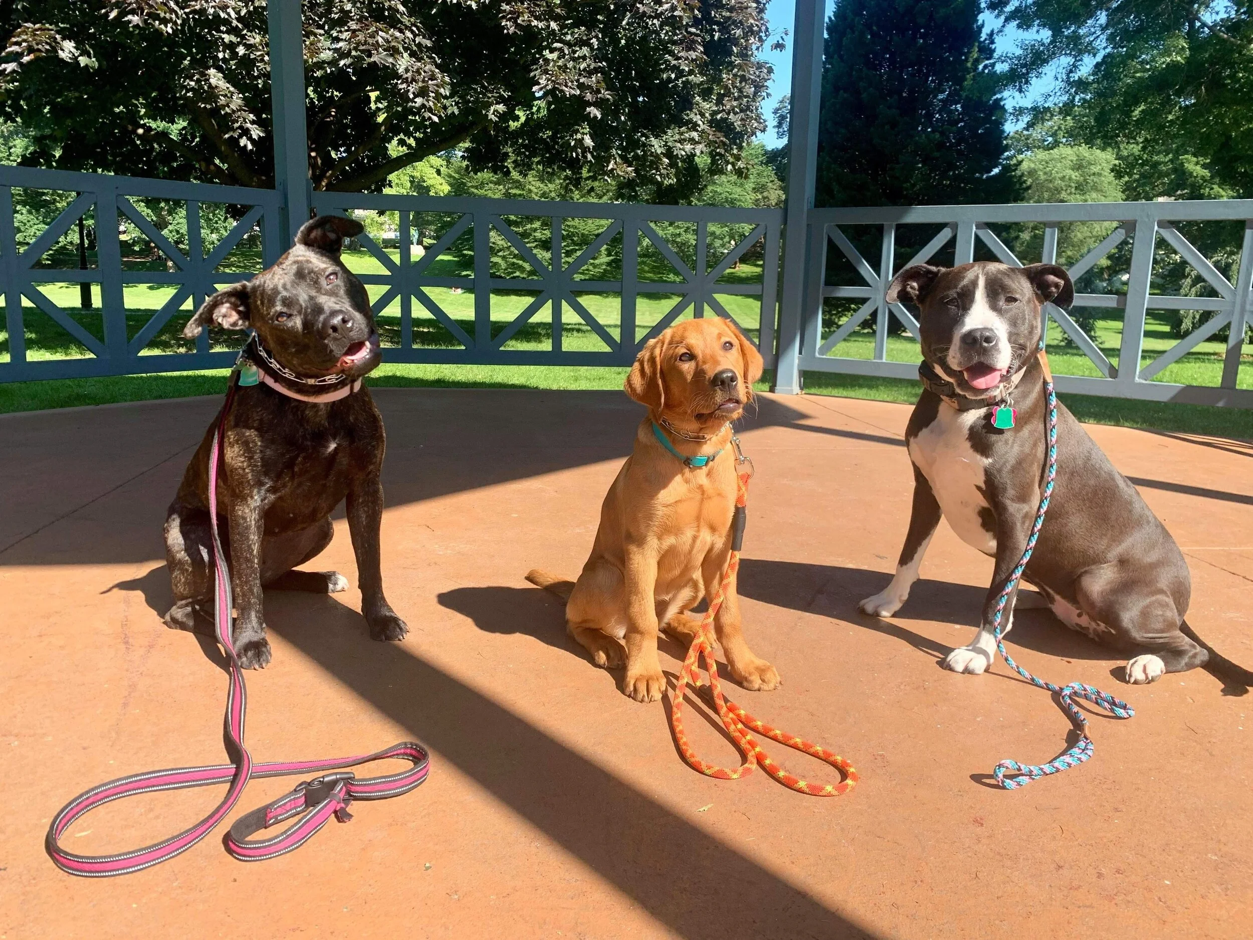 Dogs in board and train from puppies to adults