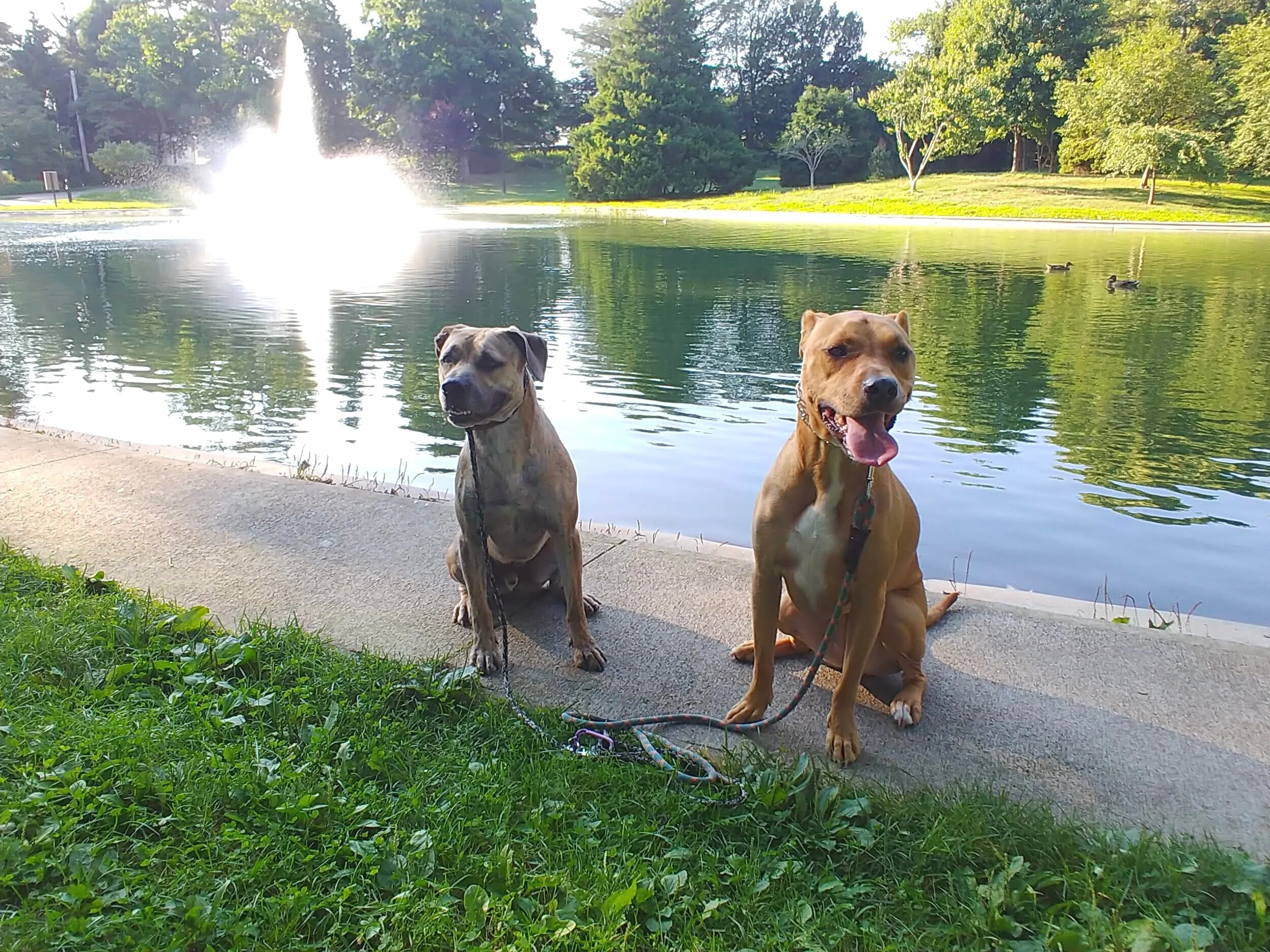 Dogs maintaining a sit while observing activity nearby during training.